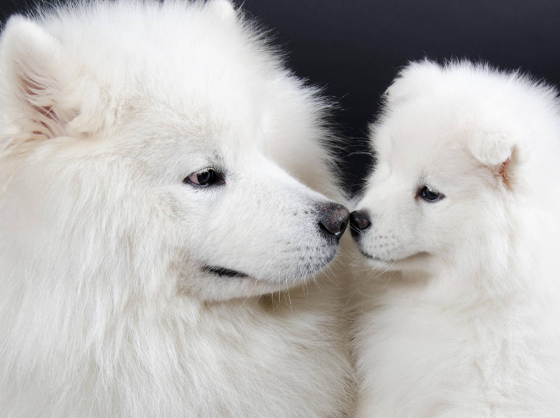 "Ich hab dich lieb, Mama", scheint dieser süße Samojede-Welpe zu seiner Hundemutter zu sagen – Shutterstock / Kirill Kurashov