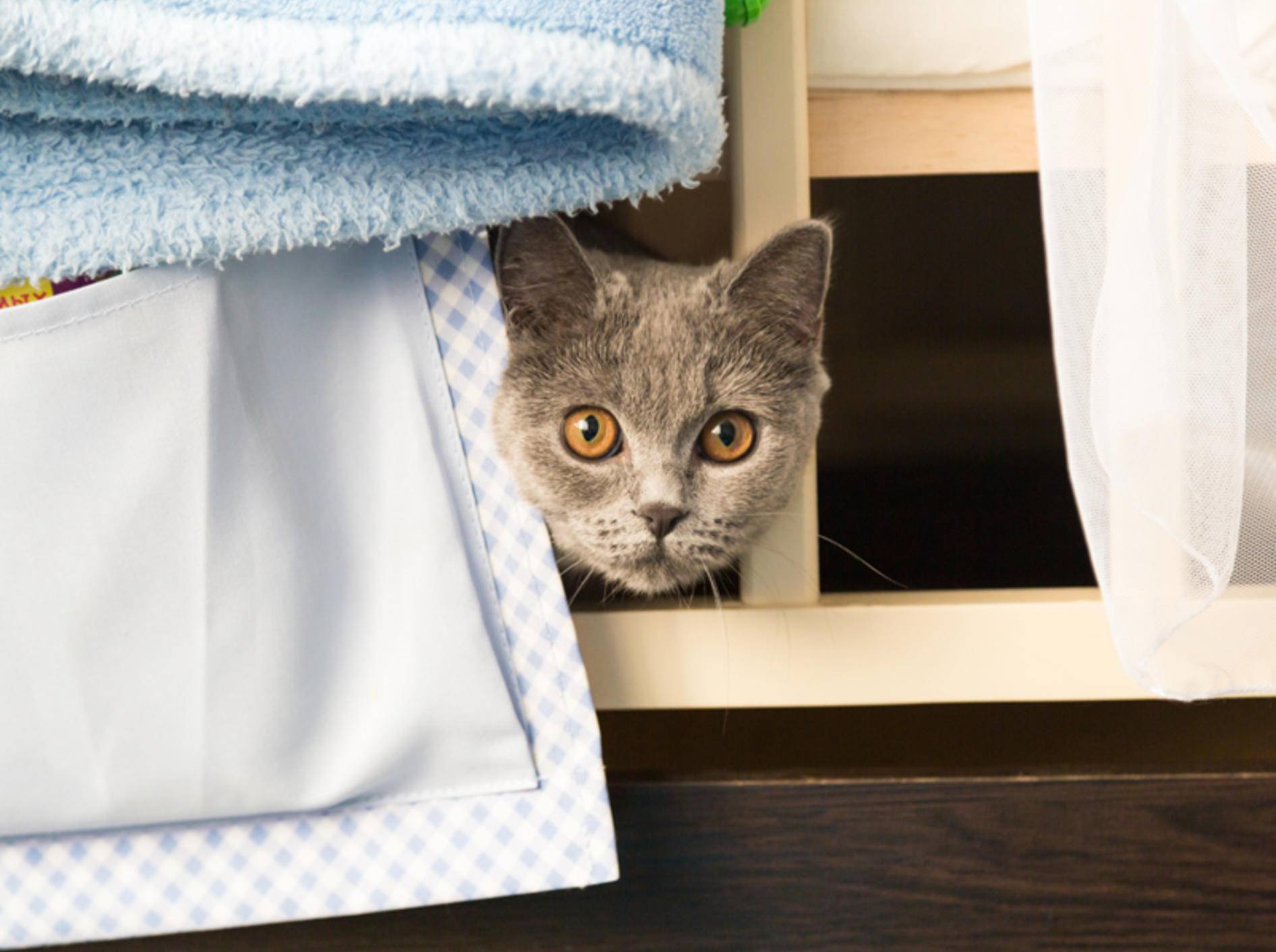 "Hilfe! Besuch! Schnell verstecken", scheint diese schüchterne Katze zu denken – Shutterstock / katfox.art