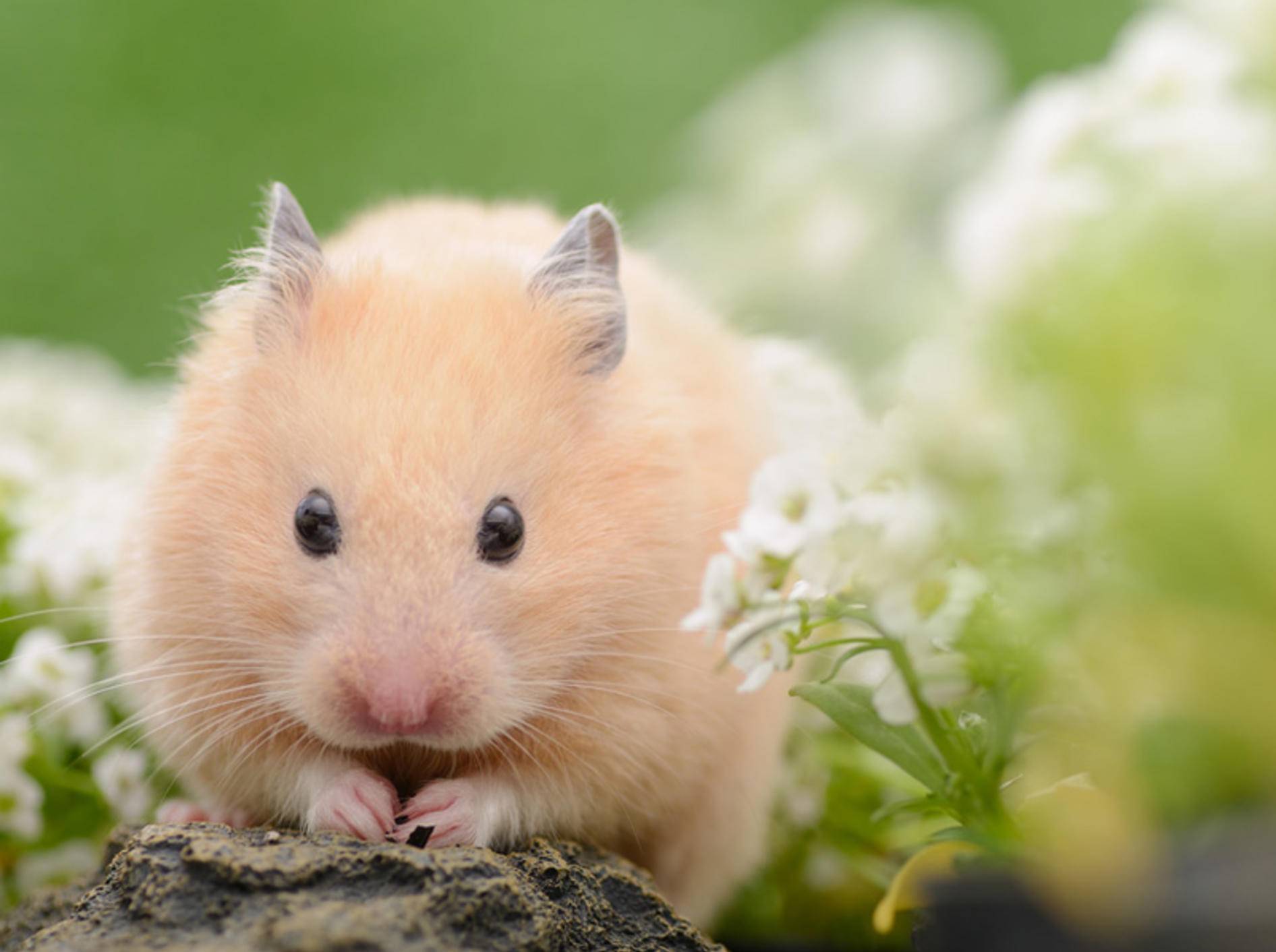 Hamster haben zwar nur eine geringe Lebenserwartung, bereiten ihren Haltern aber viel Freude –Shutterstock/stock_shot