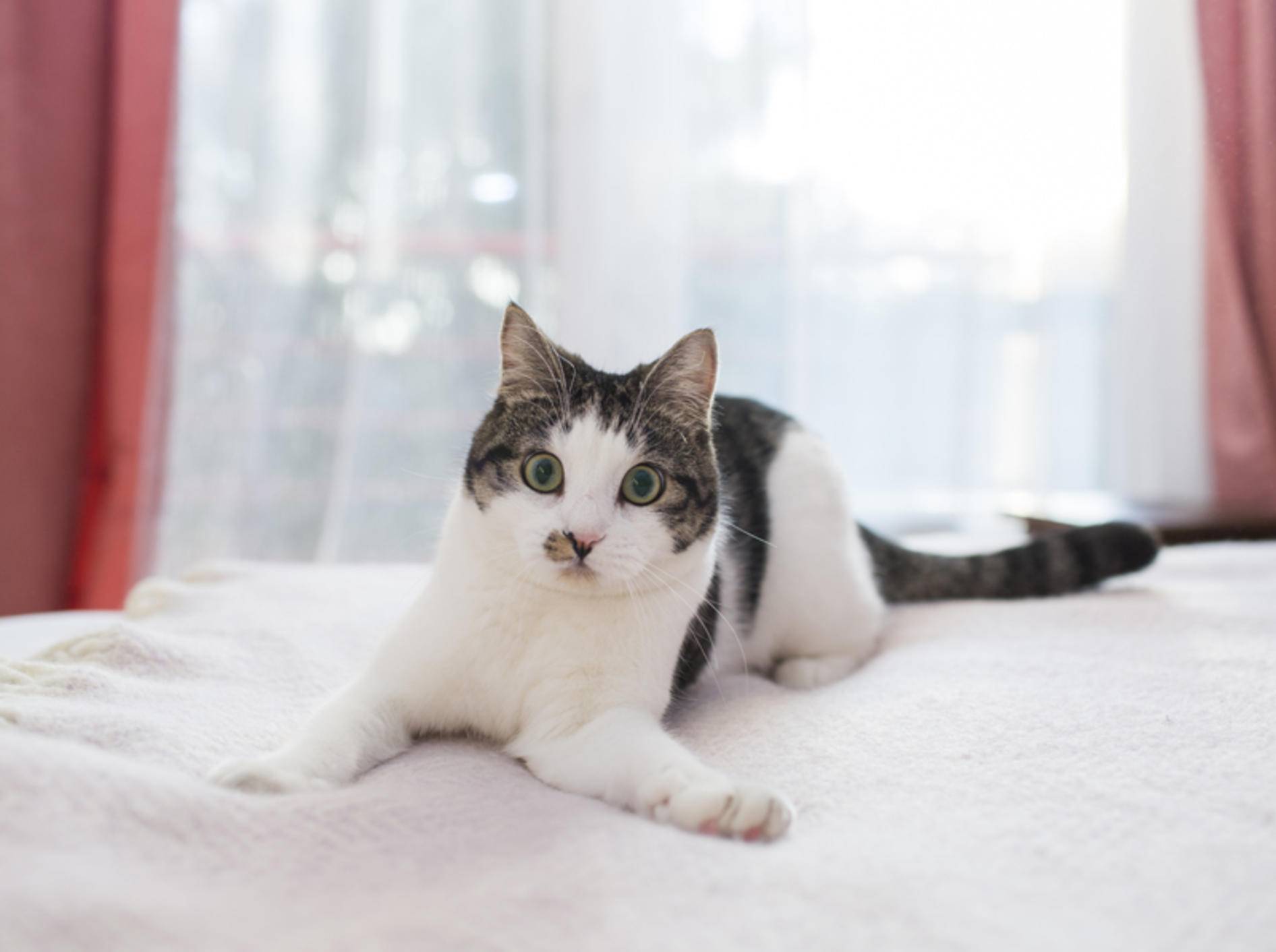 "Soll ich's wirklich machen oder lass ich's lieber sein? Jein!": Katzen lassen sich bei ihren Entscheidungen gern Hintertürchen offen – Shutterstock / kmsh