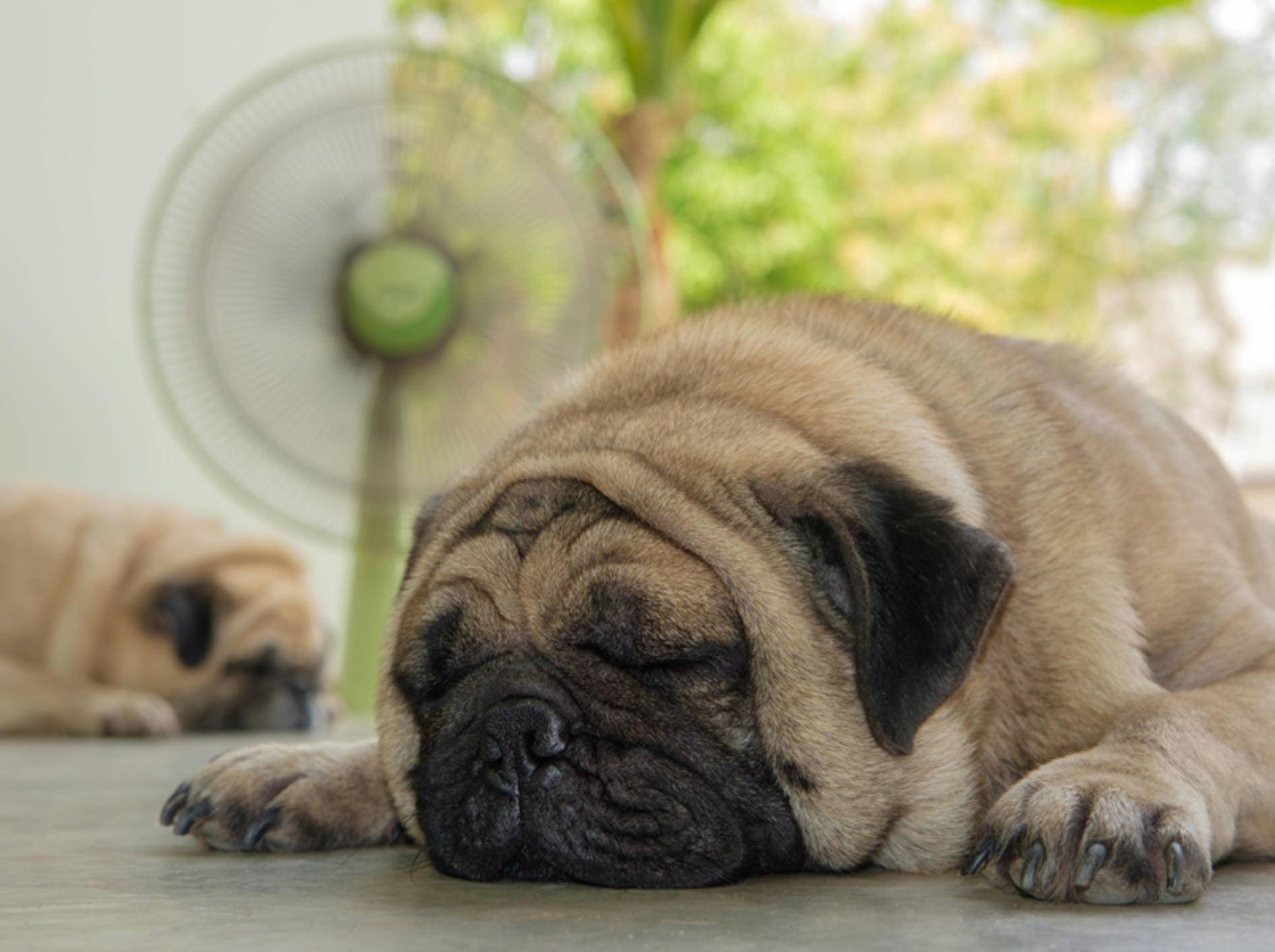 Achtung! Zugluft vom Ventilator ist nicht gut für Hunde und andere Haustiere – Shutterstock / Ezzolo
