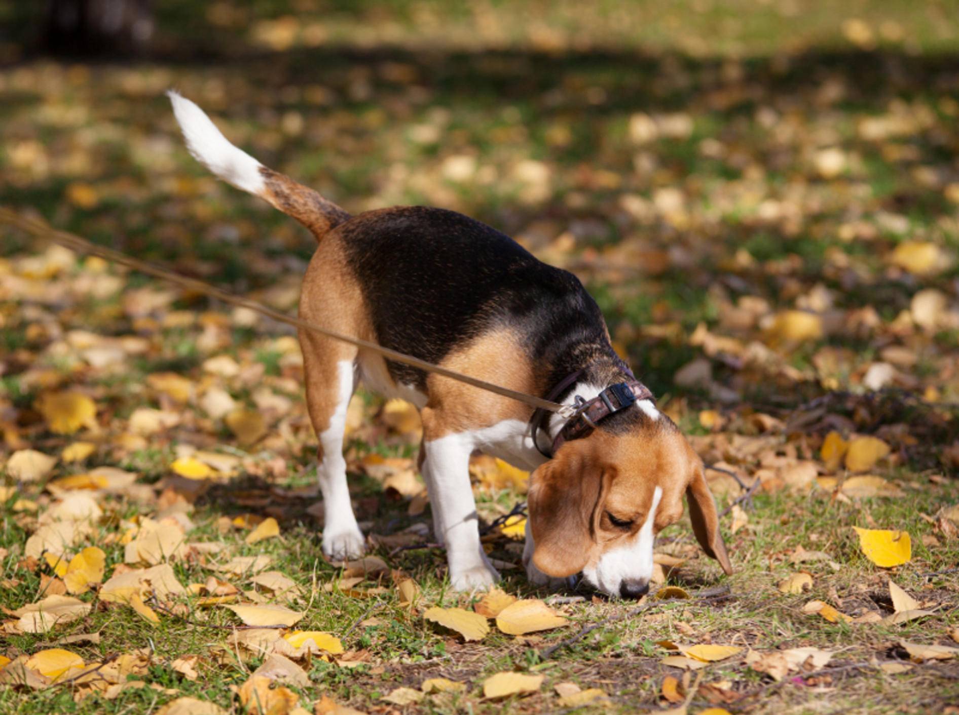 Schnuppern ja, futtern nein! Mit guter Hundeerziehung könnt ihr vermeiden, dass euer Hund alles vom Boden frisst.
