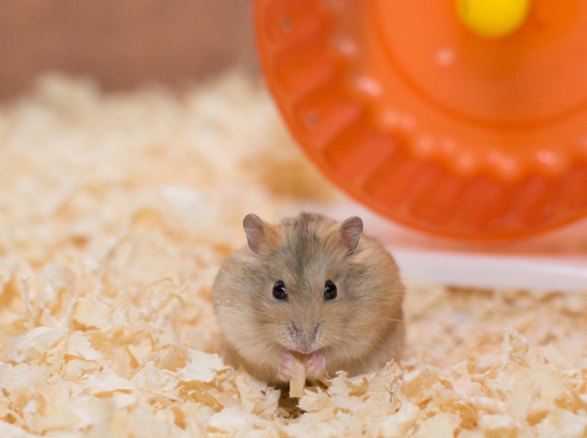 Ob ein Hamster sich wohlfühlt oder nicht, ist vor allem an der Körpersprache zu erkennen – Shutterstock / AtiwatPhotography