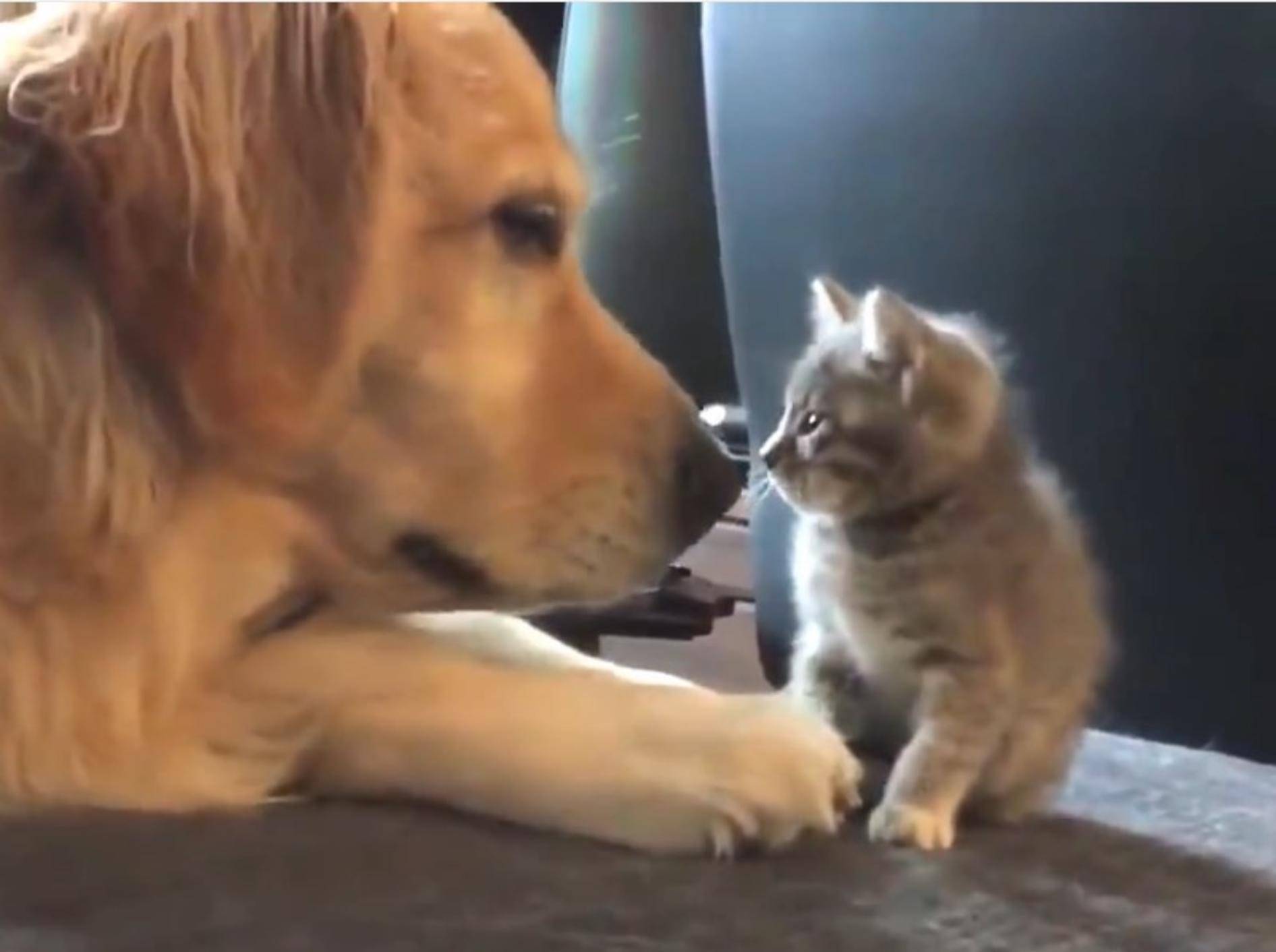 Groß und Klein – diese beiden Tierfreunde sind ein Herz und eine Seele – YouTube / Dogs' Diary
