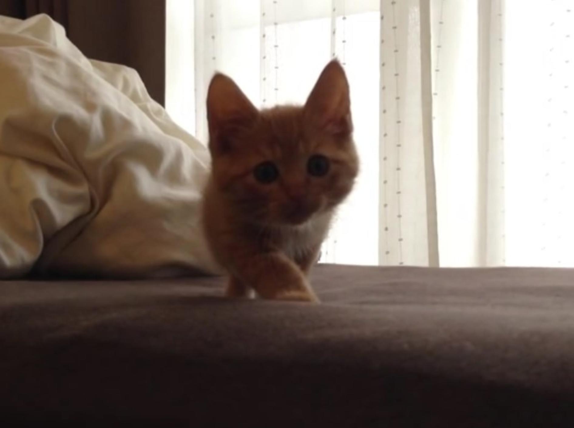 Hiroshi übt das Jagen auf dem Bett – und stellt sich gut dabei an! – YouTube / Tabby Cat Hiroshi
