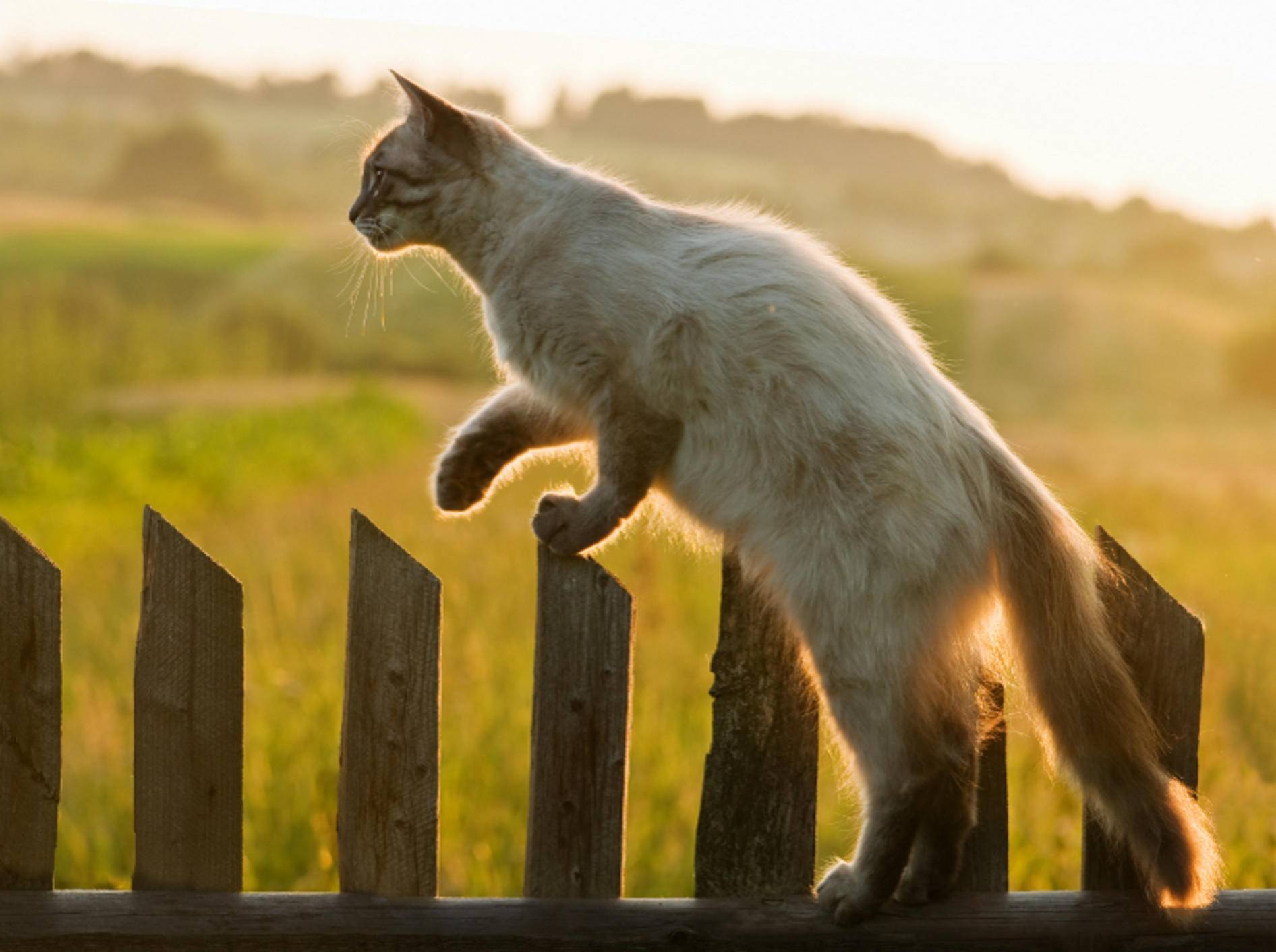 Katzen sind hervorragende Flucht- und Kletterkünstler; normale Gartenzäune sind für sie kein Hindernis – Shutterstock / Smit
