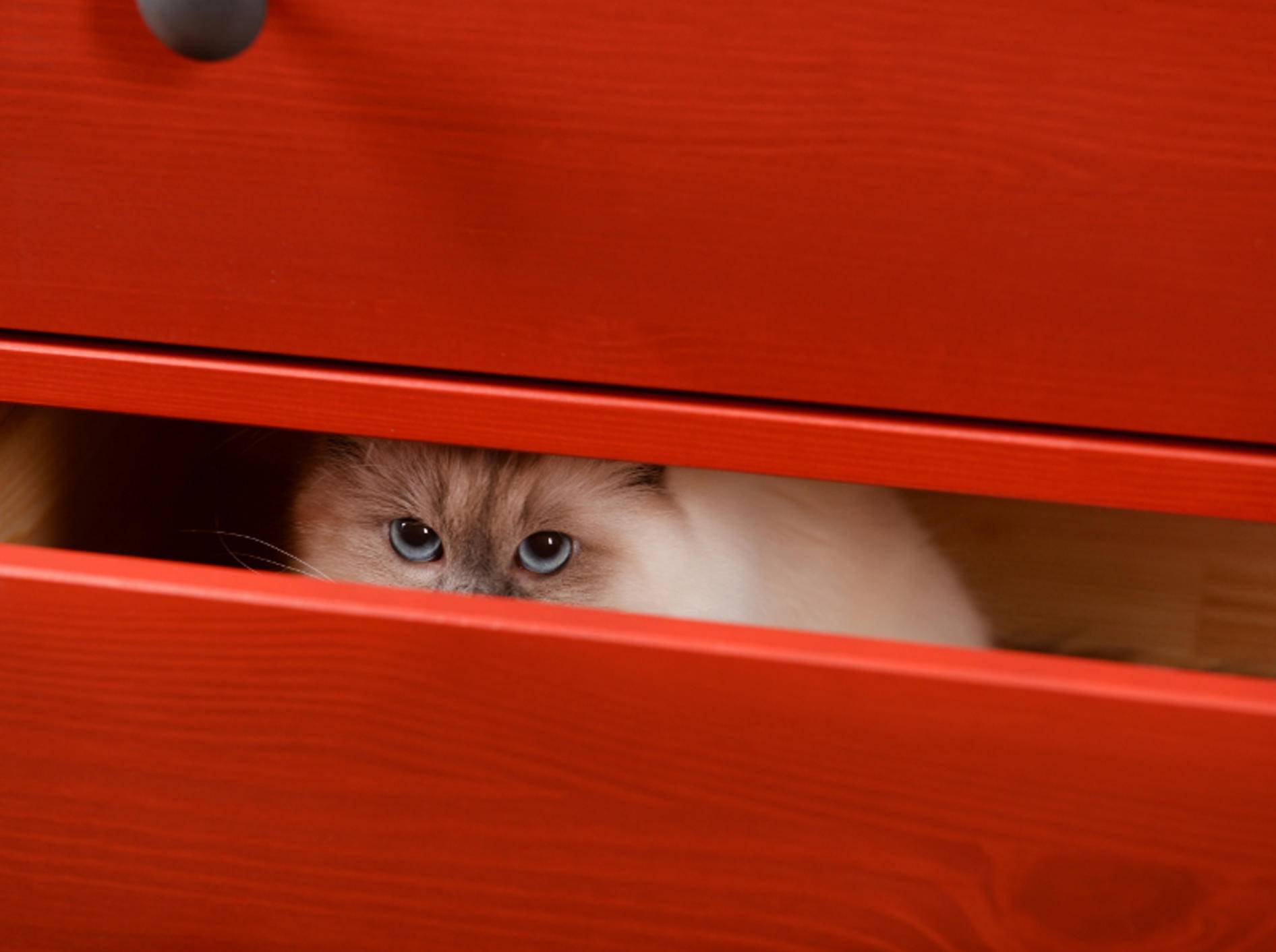 Huch!? Da hockt ja Miezi in der Schublade! Katzen verstecken sich an den verrücktesten Orten – Shutterstock / Africa Studio