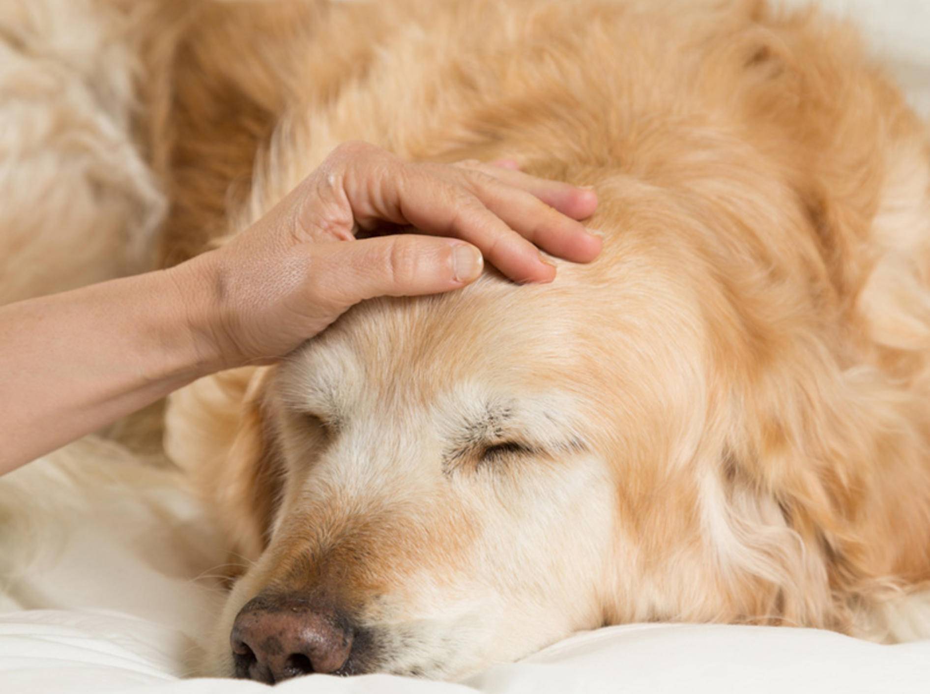 Fiebermessen beim Hund ist wichtig, wenn der Vierbeiner müde und apathisch wirkt – 135pixels / Shutterstock