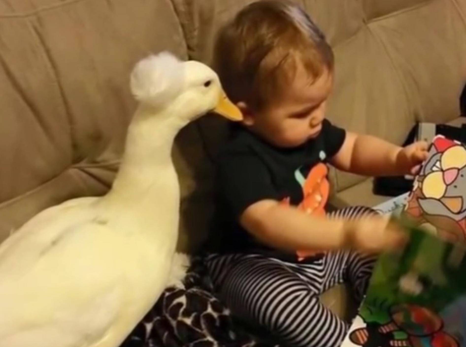 Was für andere Kinder seltsam ist, ist für Tyler ganz normal: Ein Entenfreund! – YouTube / SlideShow ForFun