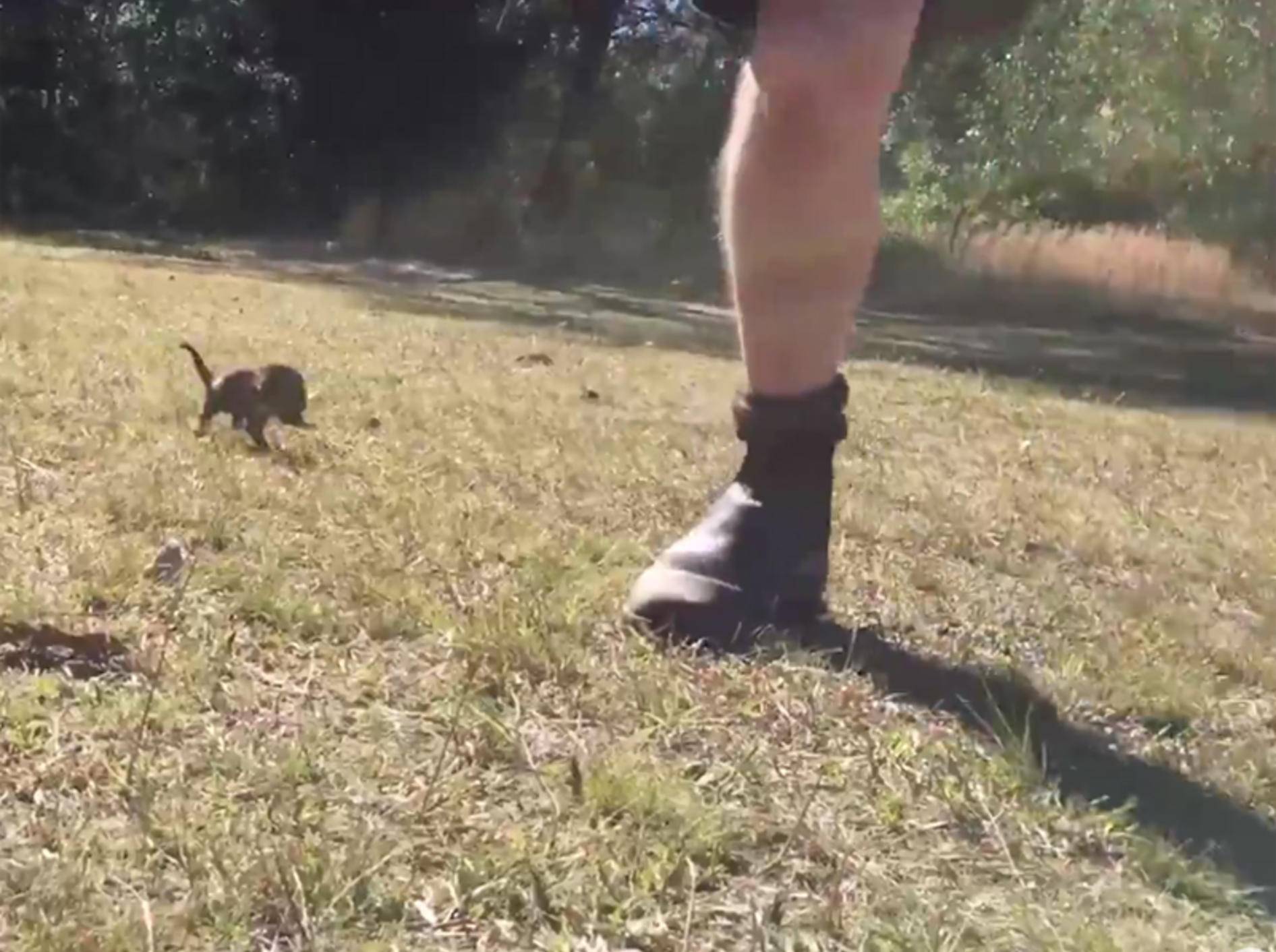 Baby-Tasmanischer Teufel jagt seinen Pfleger – YouTube / The Dodo