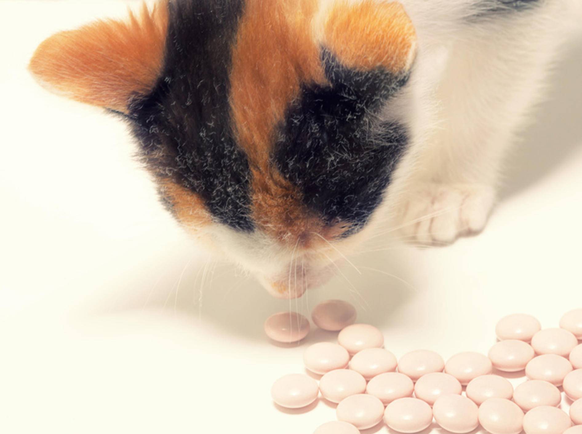 Für Katzen sollten Paracetamol und andere Medikamente auf keinen Fall zugänglich sein – Andrii Muzyka/Shutterstock