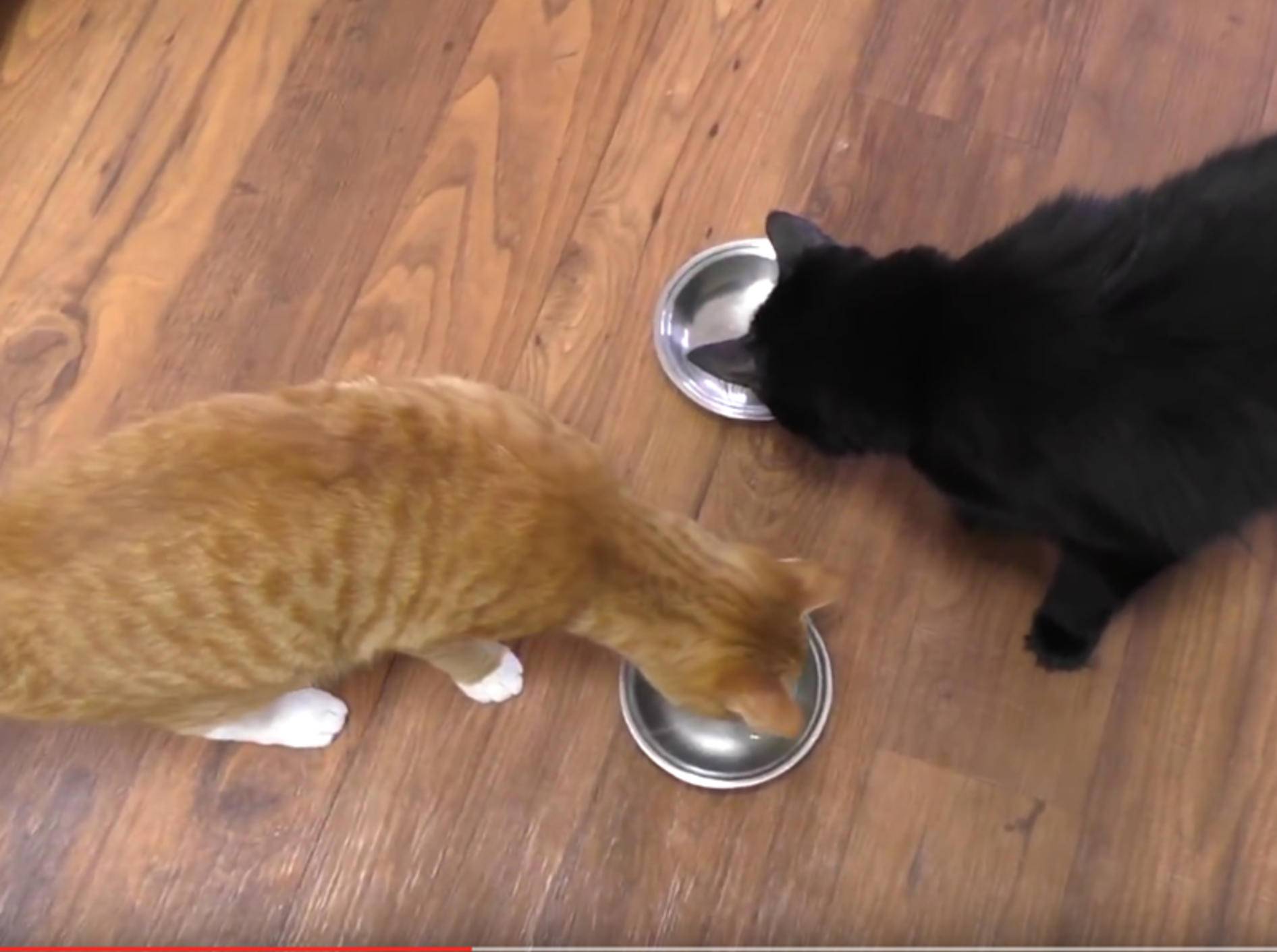 Cole und Marmalade: So gelingt leckeres Eis für Katzen – YouTube / Cole and Marmalade