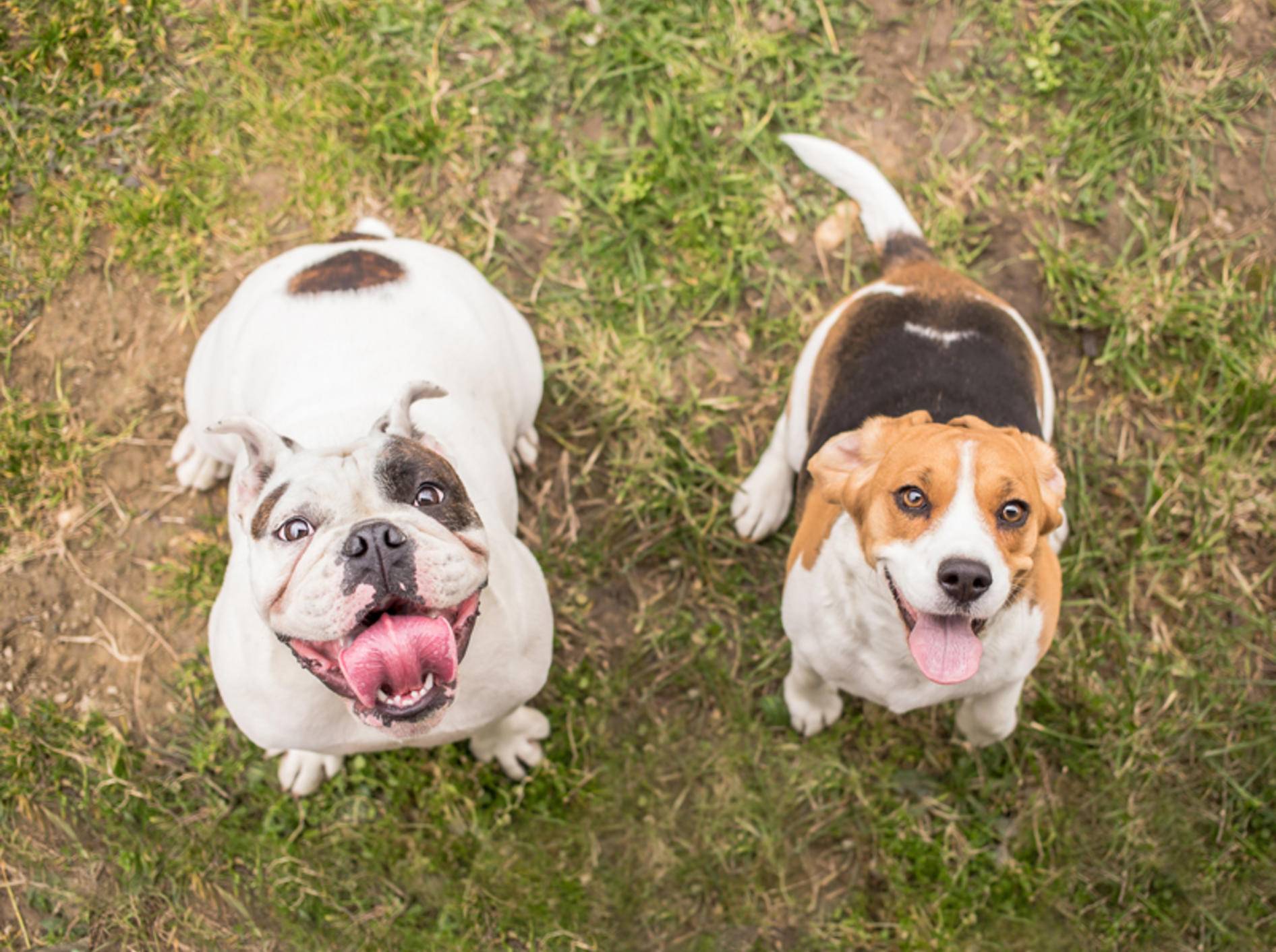 Die Englische Bulldogge und der Beagle warten auf ihre Belohnung. Ob sie wohl ein Lob oder ein Leckerli bevorzugen? – Shutterstock / Lunja