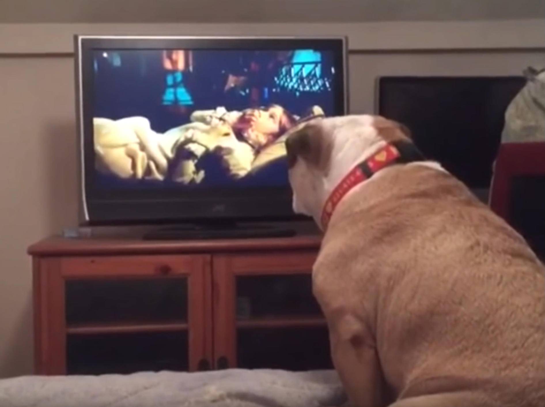 Englische Bulldogge will Mädchen in Horrorfilm warnen – YouTube / Rumble Viral