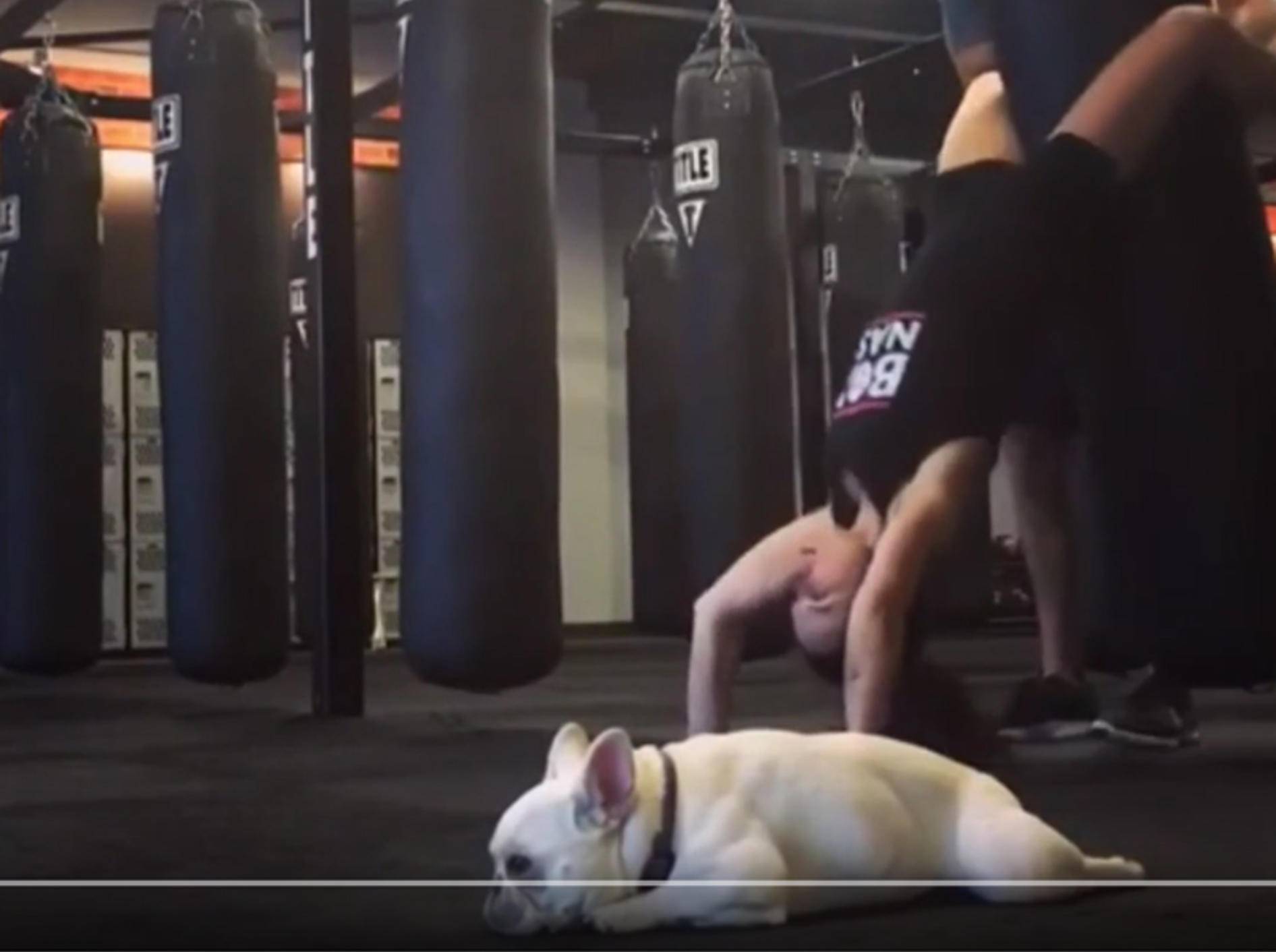 Französische Bulldogge Maui findet Sport langweilig – YouTube / Rumble Viral