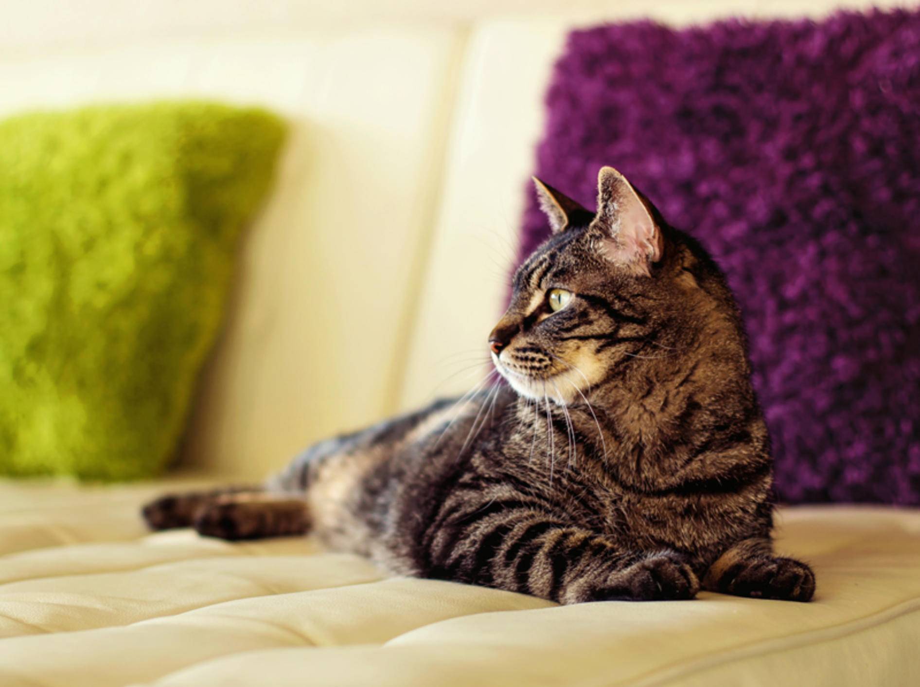 Mit den richtigen Medikamenten und etwas Ruhe kann eine herzkranke Katze ganz normal leben – Shutterstock / Tanya Little