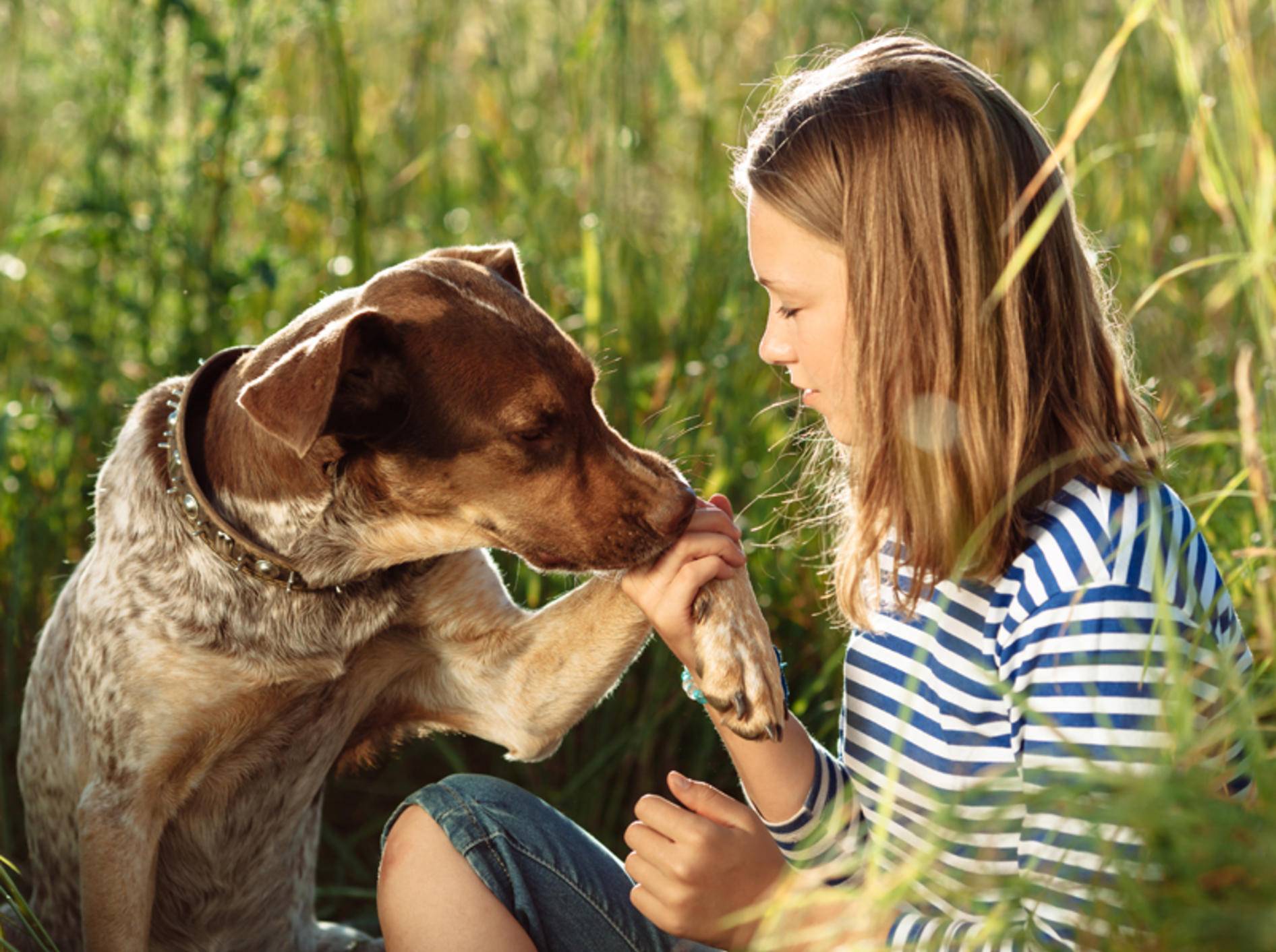 Eine zauberhafte Freundschaft zwischen Hund und Mensch... Shutterstock / Aloha Hawaii