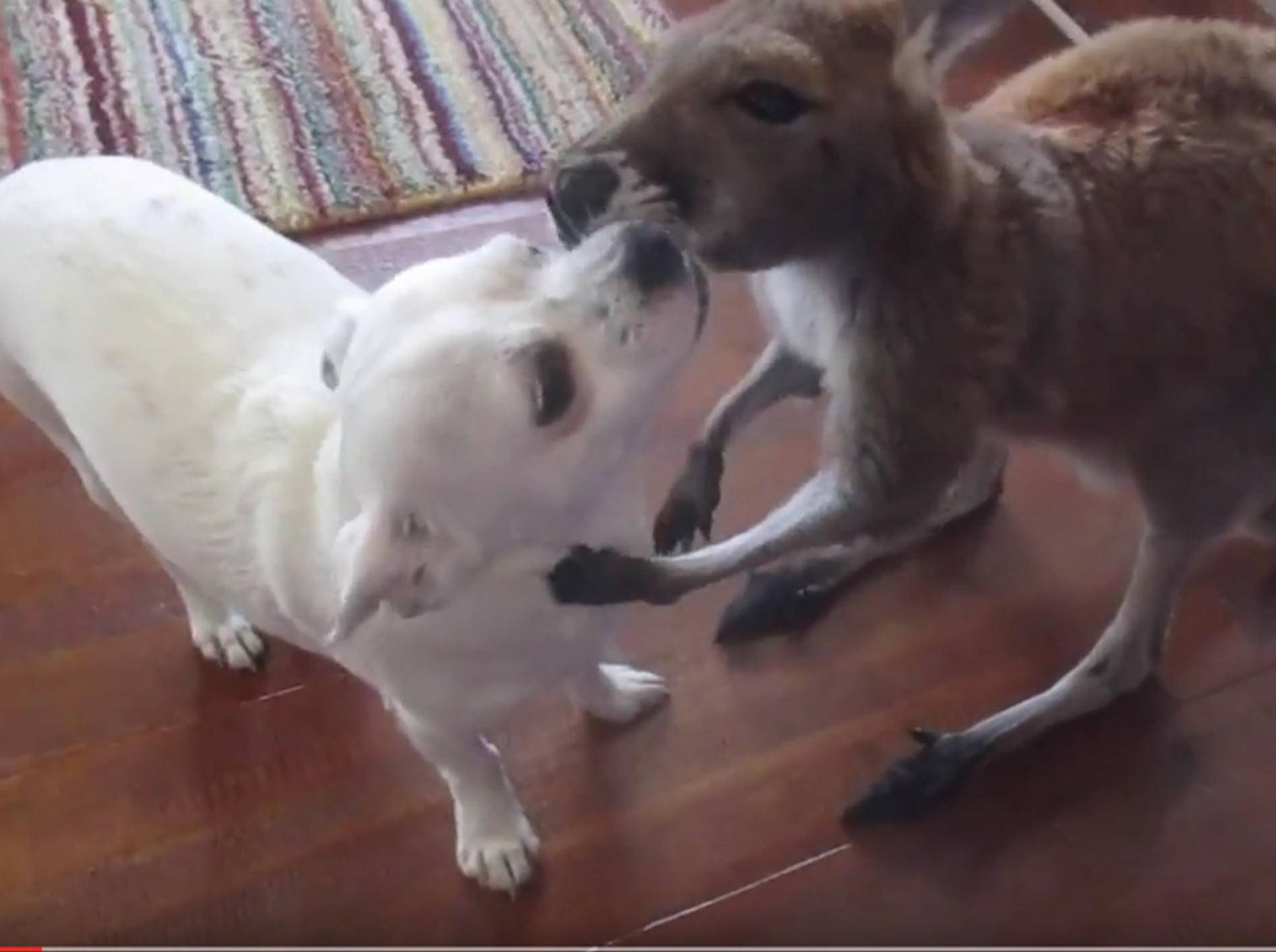 Känguru-Baby putzt seinen Chihuahua-Kumpel – YouTube / Rumble Viral