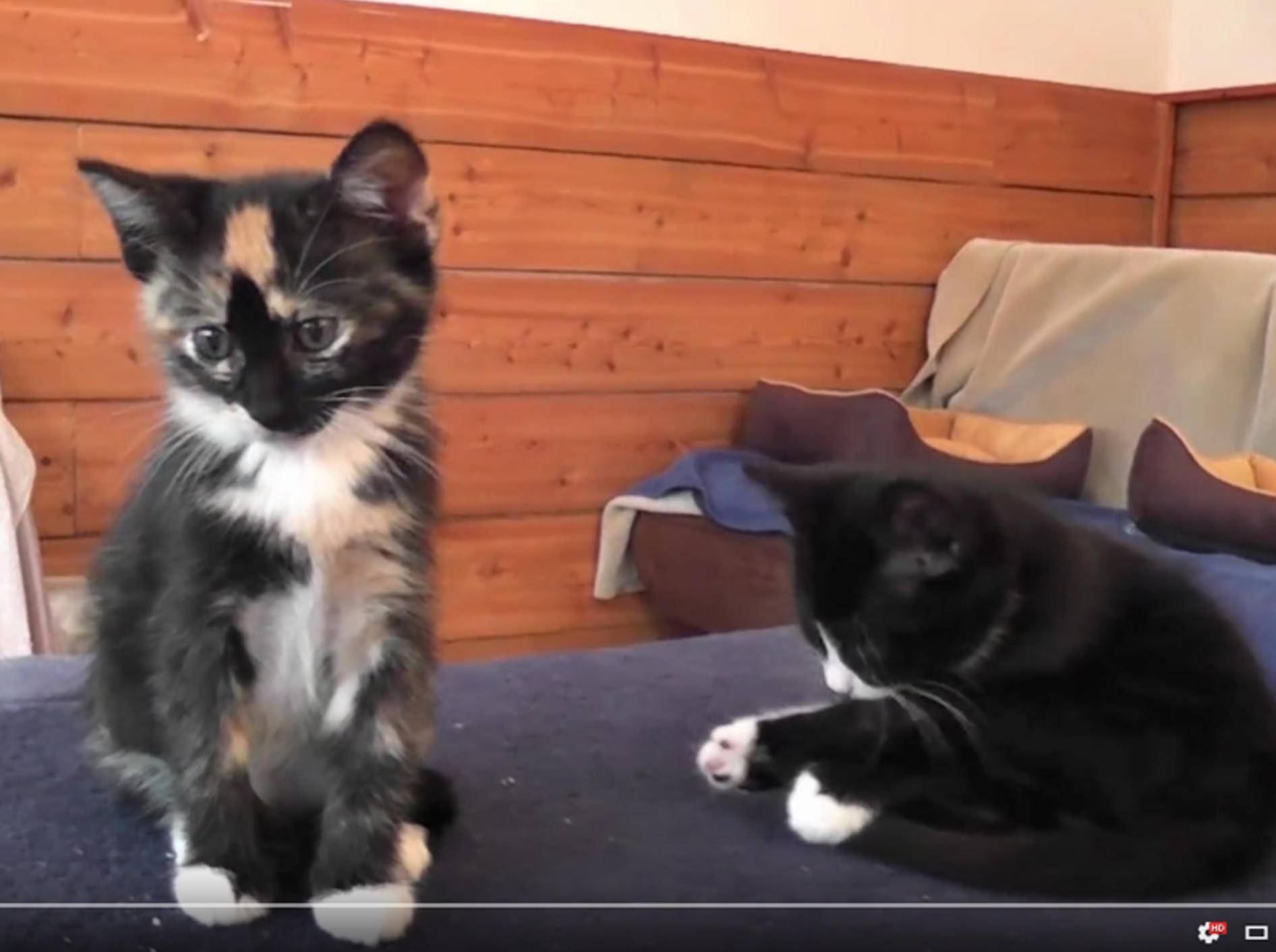 Katzen Cupcake und Roodi feiern Geburtstag – YouTube / DrNworb's KitsCats