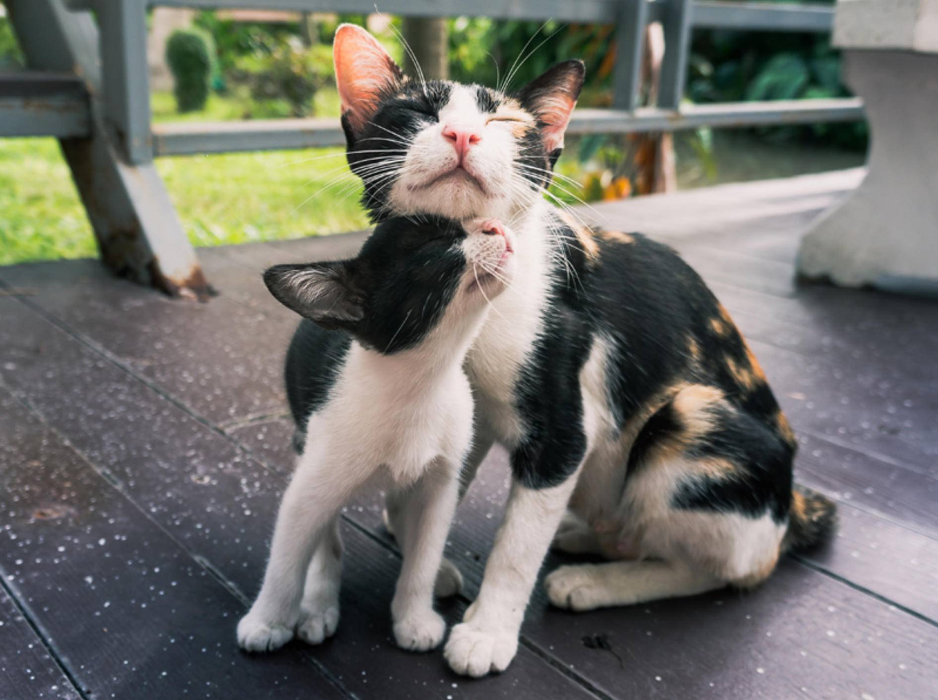 Eine Katzenmutter schmust mit ihrem Kätzchen – Shutterstock / AfriramPOE