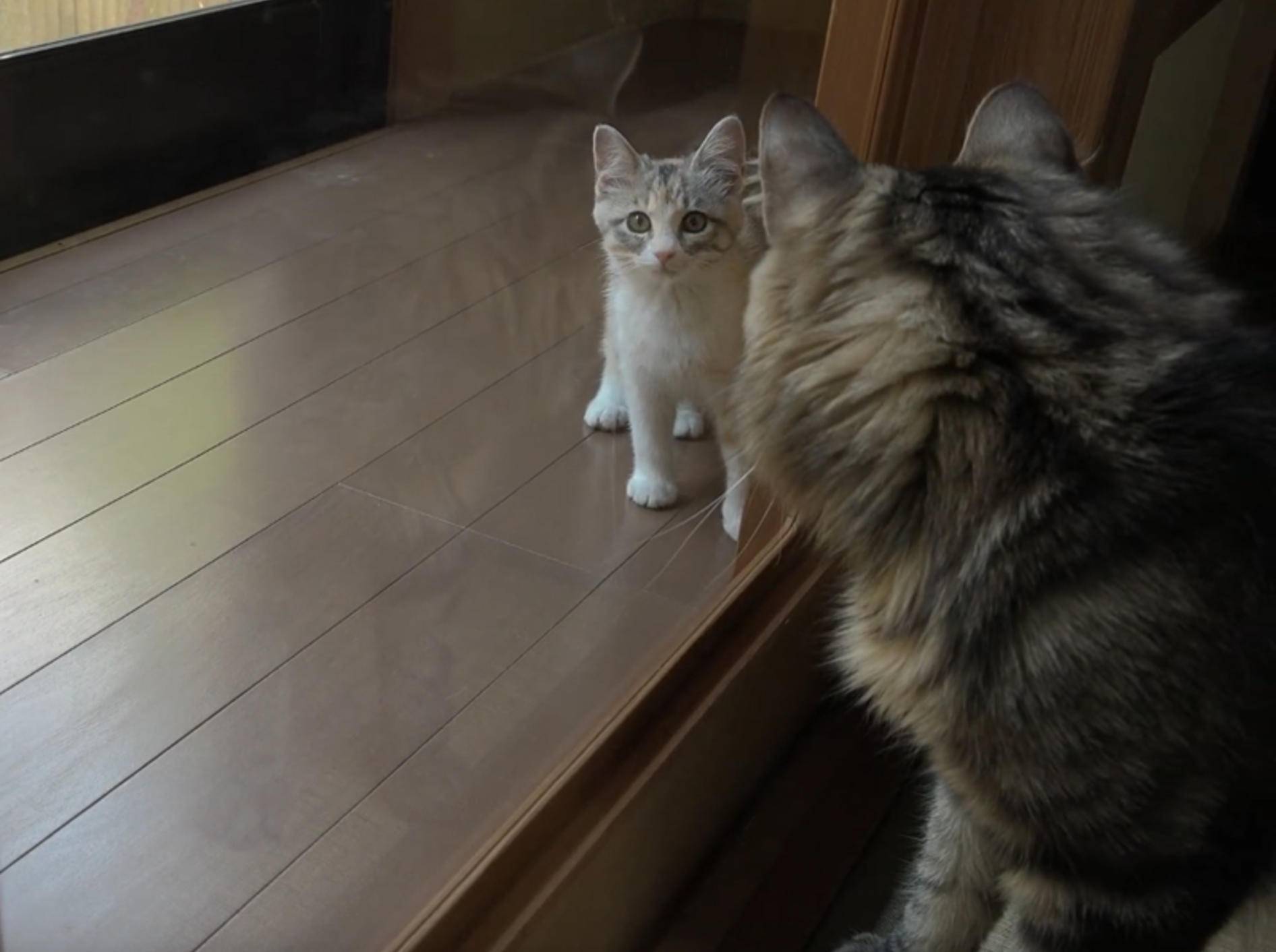 Katzen-WG in Japan bekommt Kätzchen-Zuwachs – YouTube / 10 Cats.