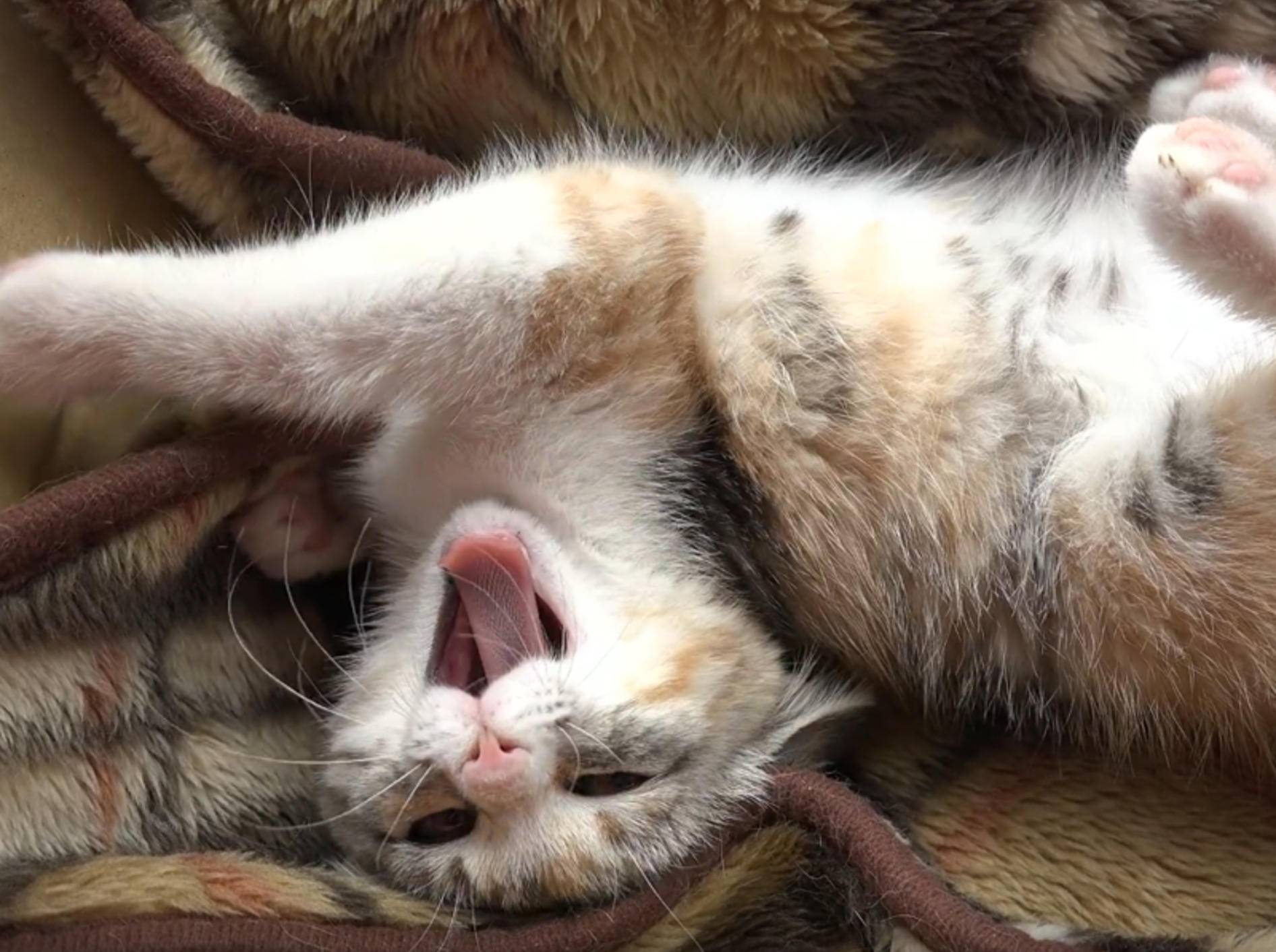 Kleines Glückskätzchen schläft und döst friedlich – YouTube / 10 Cats.