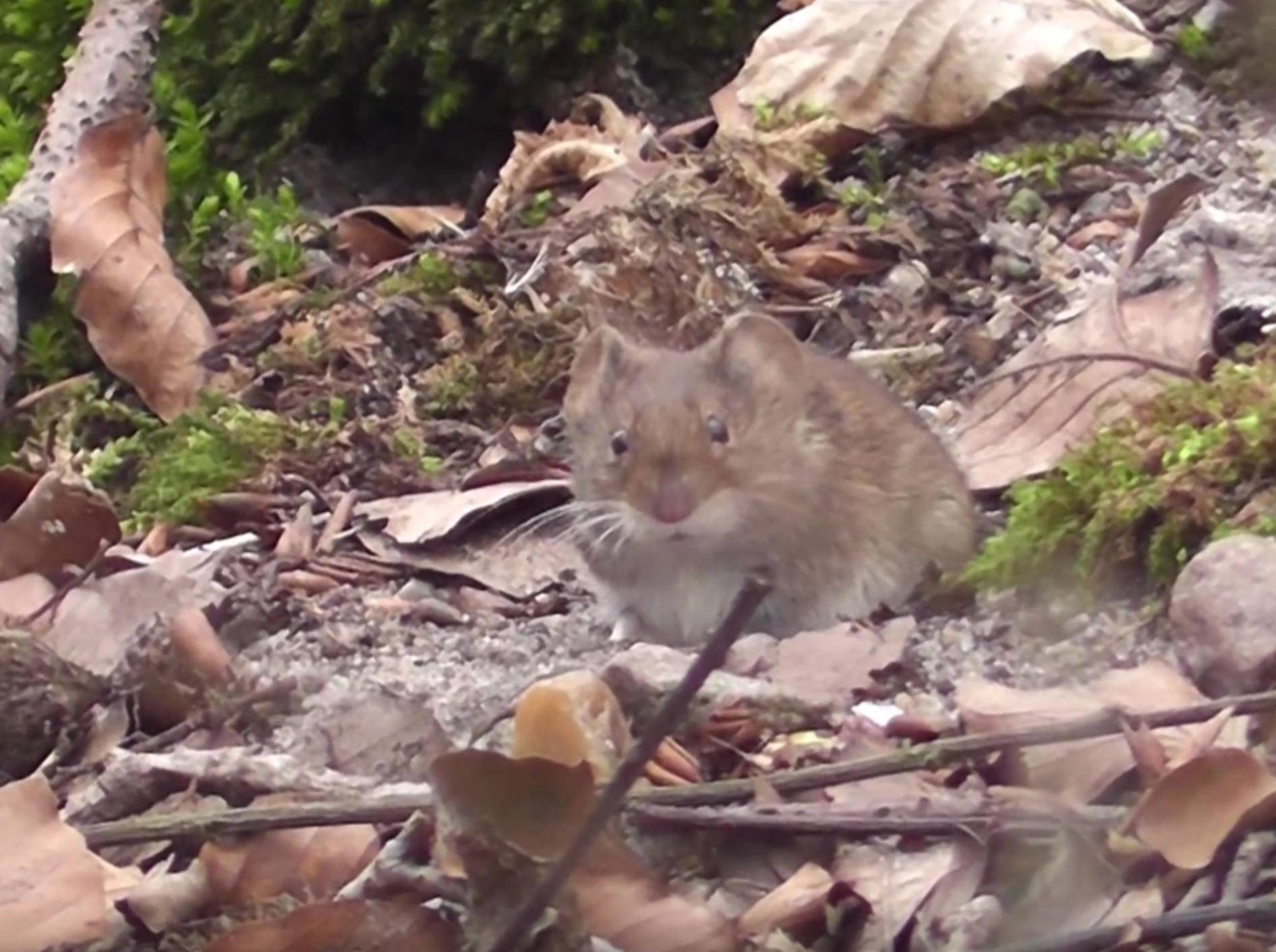 Niedliche Maus im Wald tut sich an Bucheckern gütlich – YouTube/mbhsug