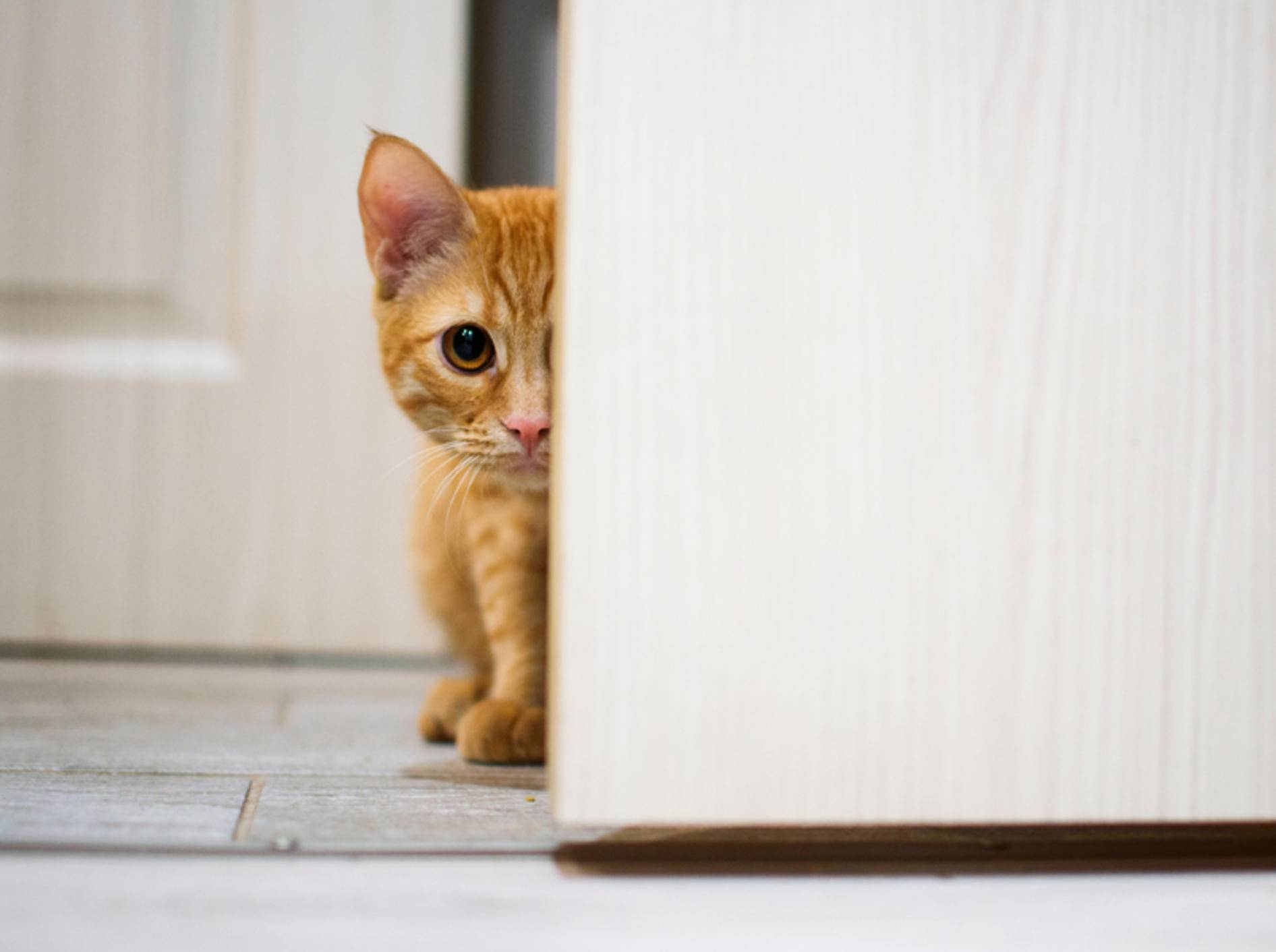 "Ui, ist das spannend! Was sich wohl hinter der Tür befindet?": Neugierige Katze will ausbrechen – Shutterstock / Noskov Vladimir