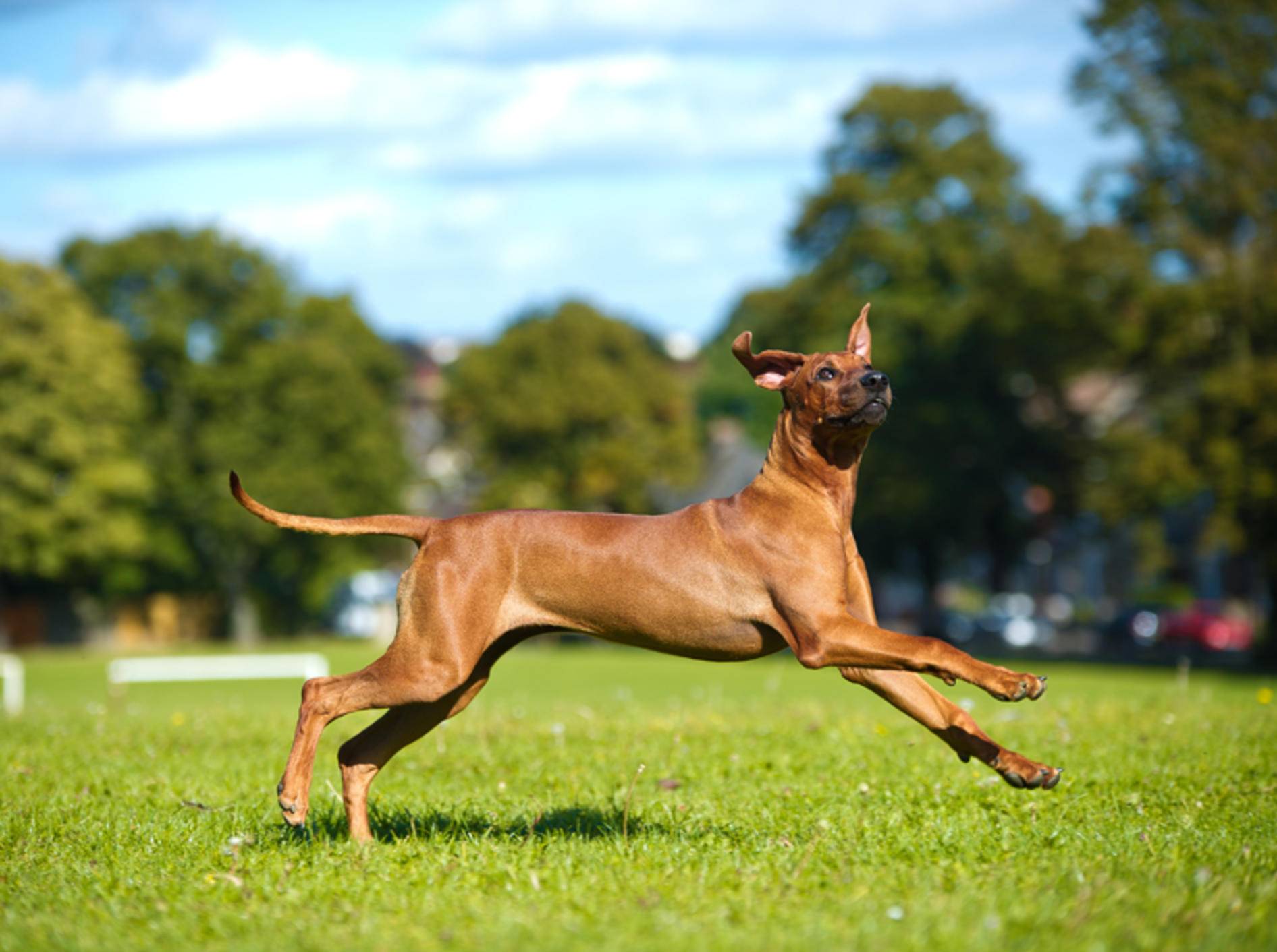 Beim Hundesport kann sich der Rhodesian Ridgeback so richtig austoben – Shutterstock / Tatiana-Katsai