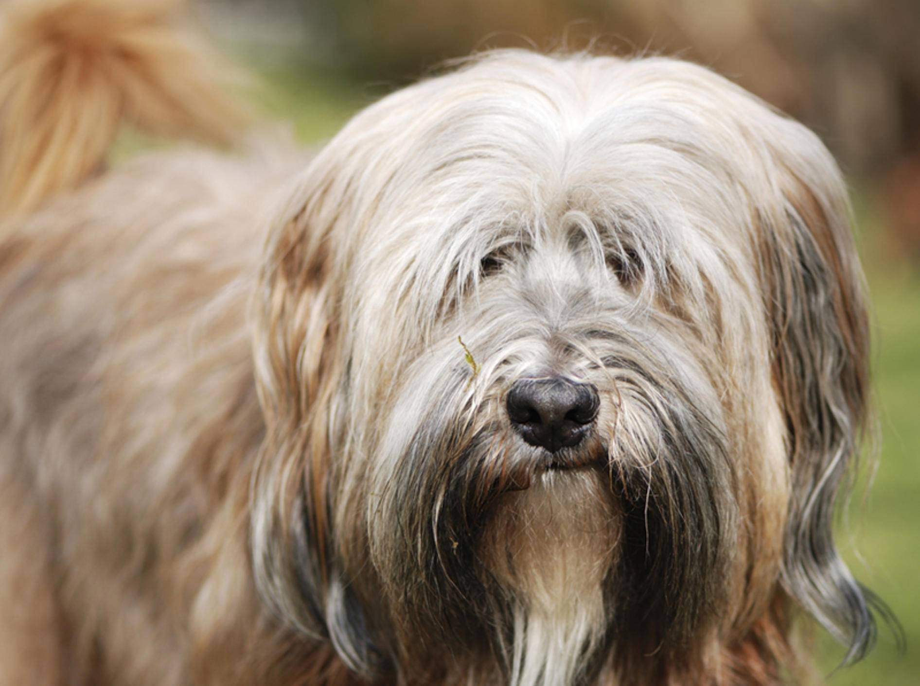 Der süße fellige Tibet Terrier benötigt sein Haarkleid als "Klimaanlage", um fit zu bleiben – Shutterstock Manfredxy