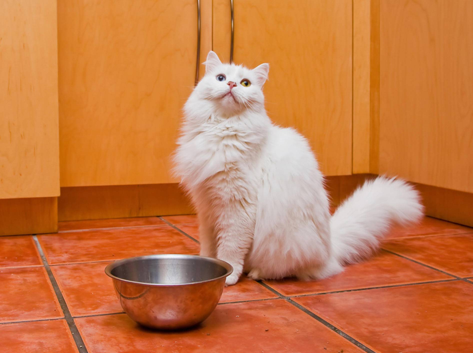Schon satt? Dieser Katze scheint ihr Futter nicht besonders zu schmecken. – Shutterstock / Paul Hakimata Photography