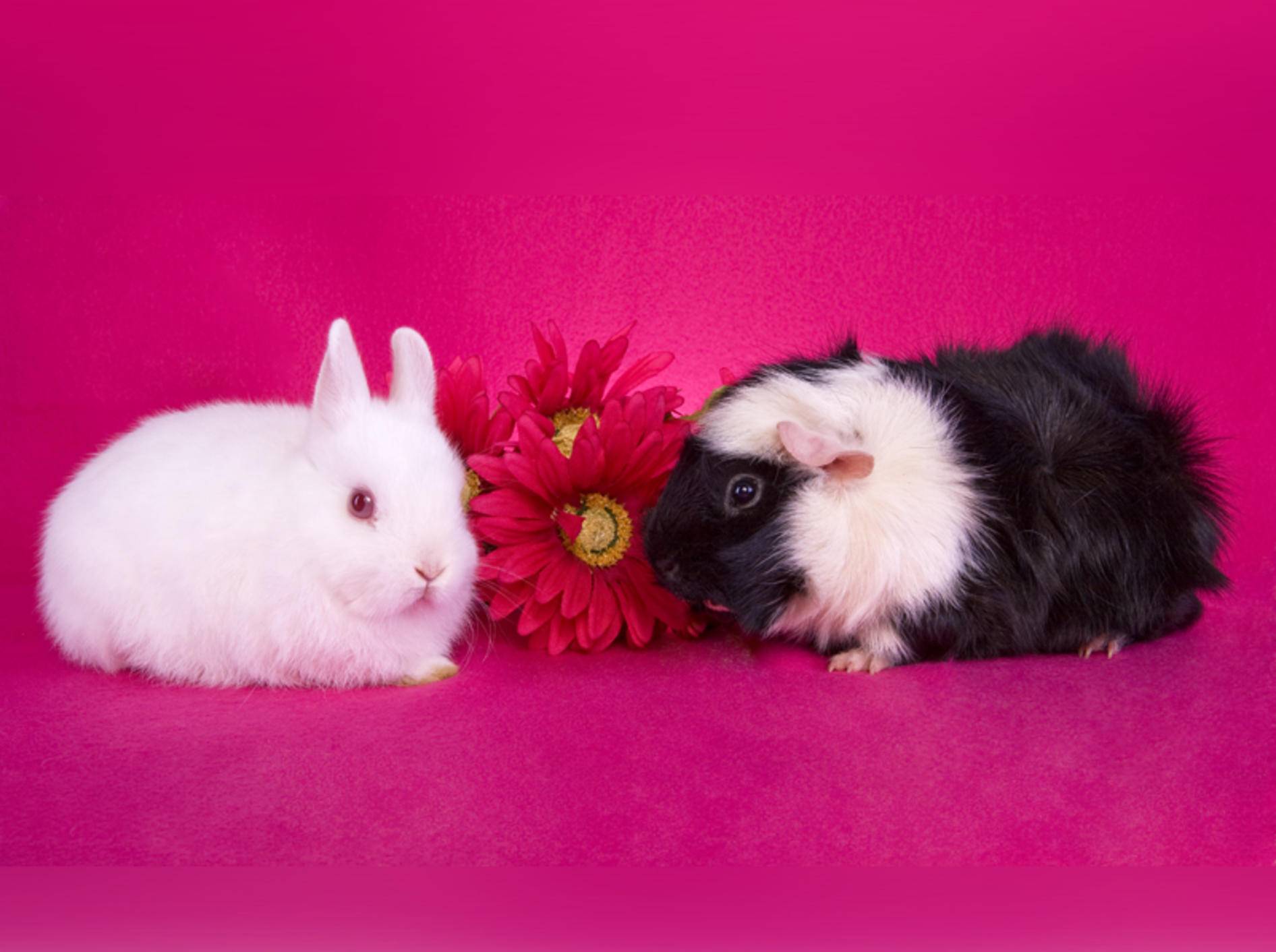 Kaninchen oder Meerschweinchen? Das ist hier die Frage ... – Shutterstock / Robynrg