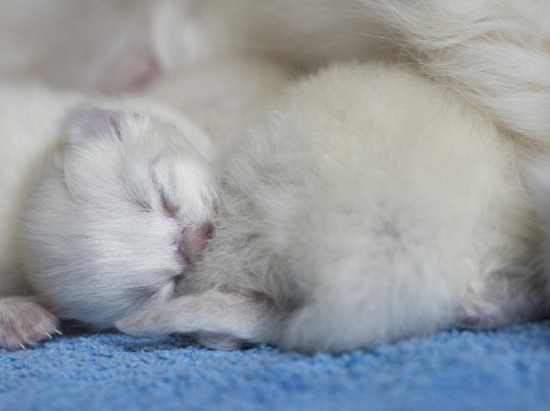 Diese winzigkleine Baby-Ragdoll-Katze fühlt sich bei ihrer Mama wohl und geborgen – Shutterstock / cath5