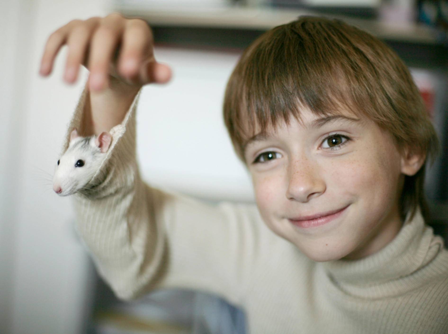 Kuckuck, wer schaut denn da aus dem Ärmel? Da scheint sich die süße Ratte wohlzufühlen! Shutterstock / Anna Jurkovska