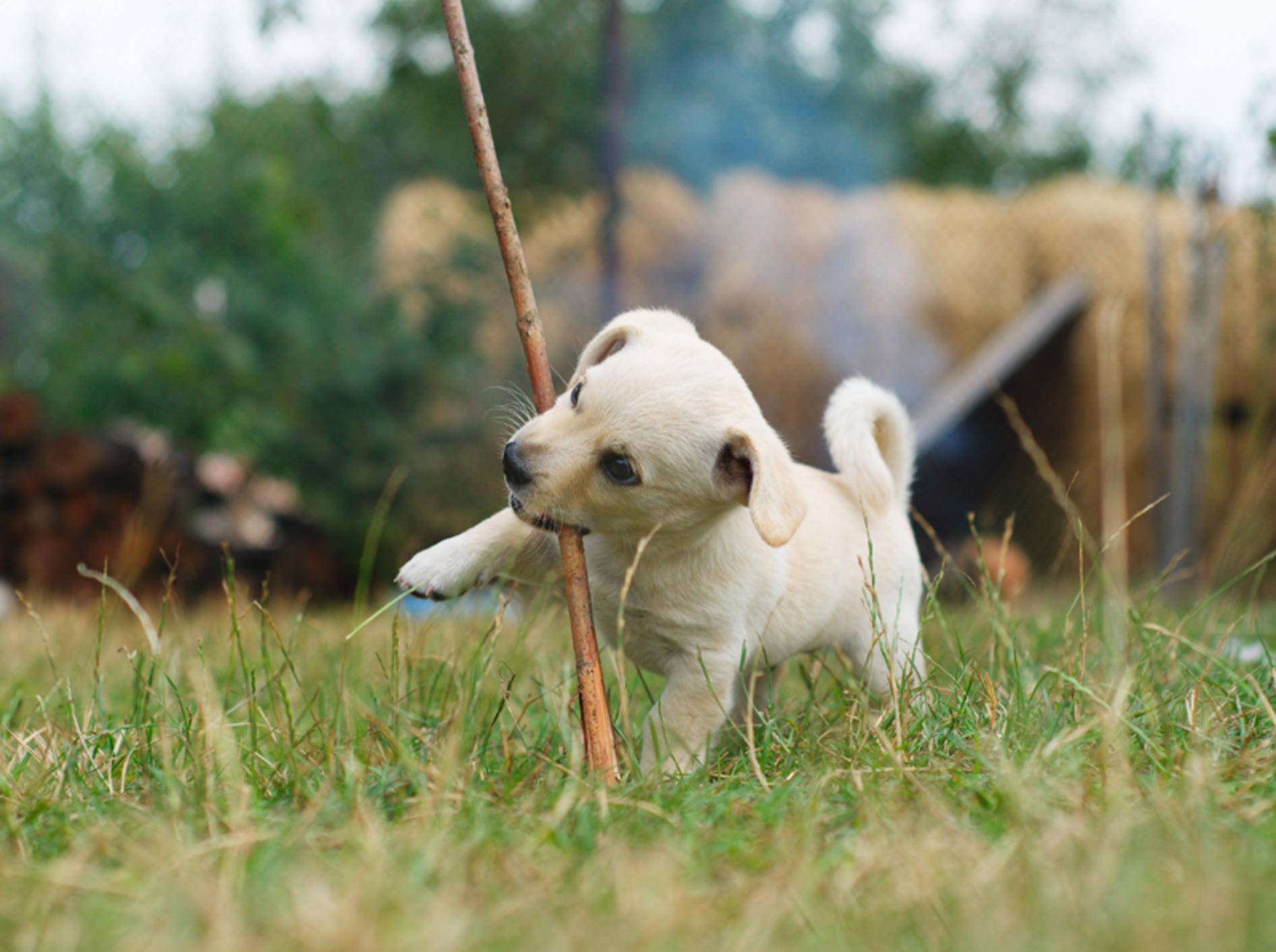 Die Niedlichkeit eines tapsigen Hundewelpen kann dazu führen, dass die Erziehung vernachlässigt wird – Shutterstock / Zaiets Nelia