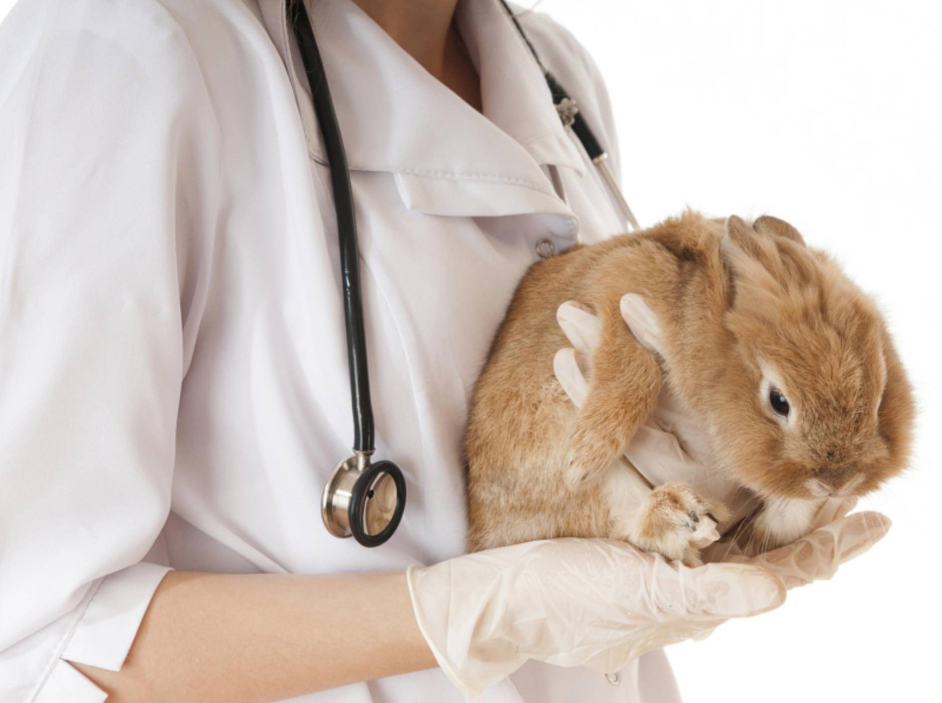 Arten und Symptome der Kaninchen-Krankheiten sind vielfältig – Shutterstock / ABulash