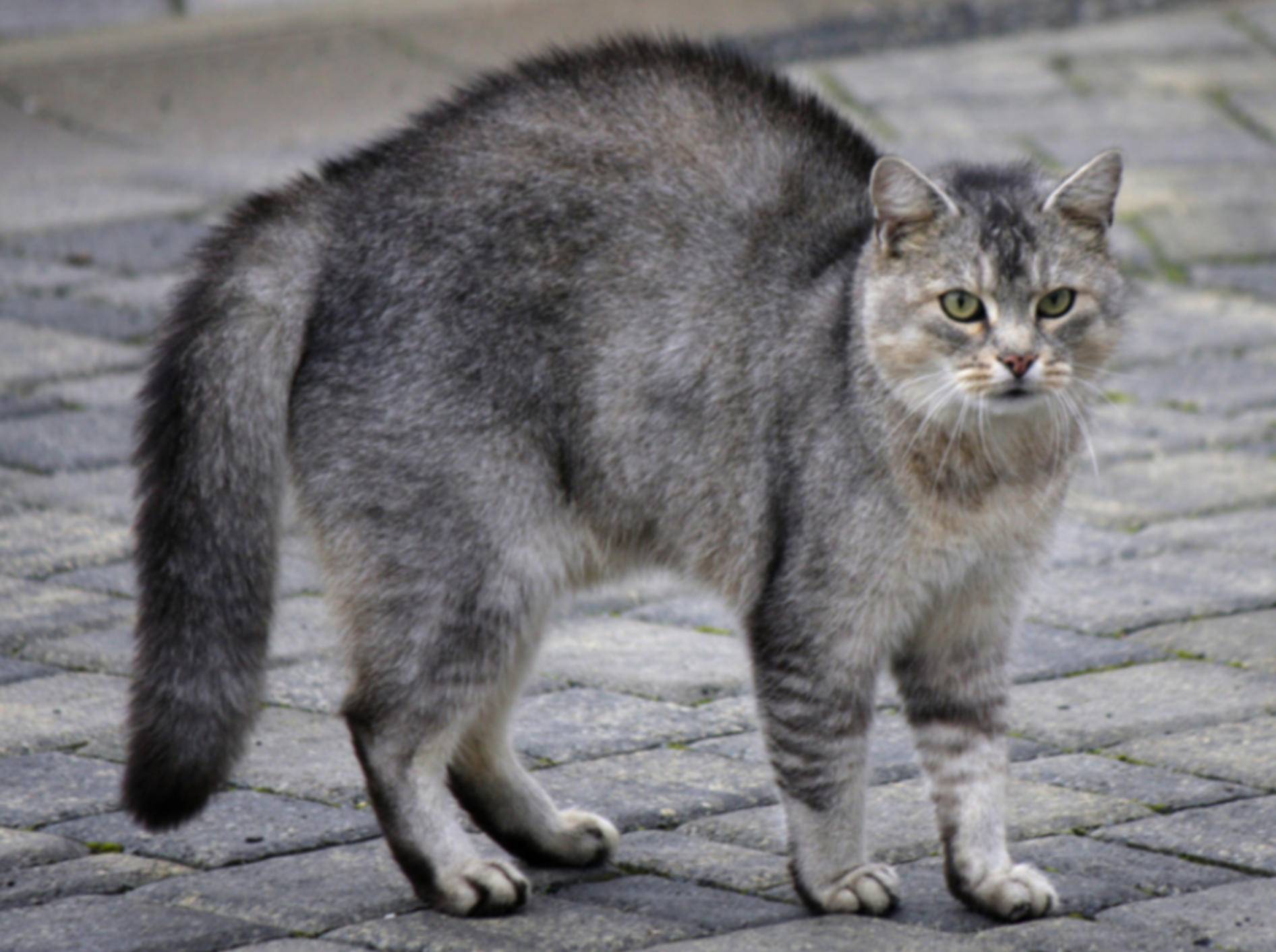 Der Katzenbuckel in der Katzensprache ist gar nicht mal so eindeutig – Bild: Shutterstock / Saxony