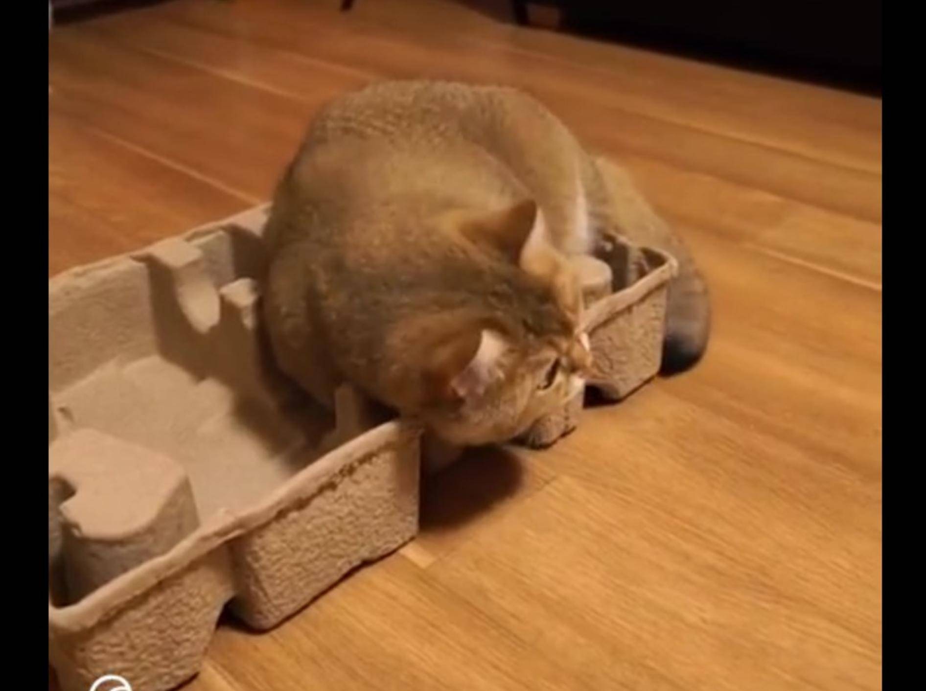 Kein Karton ist für diese Katze zu klein! Passt schon – YouTube / The Dodo