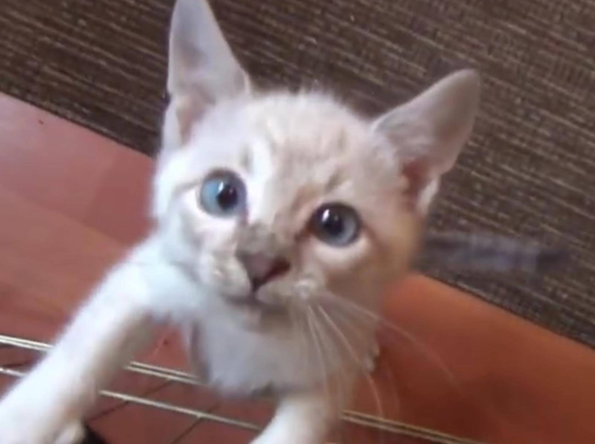 Diese sieben Pflegekatzen sind wirklich goldig – YouTube / DrNworb's KitsCats