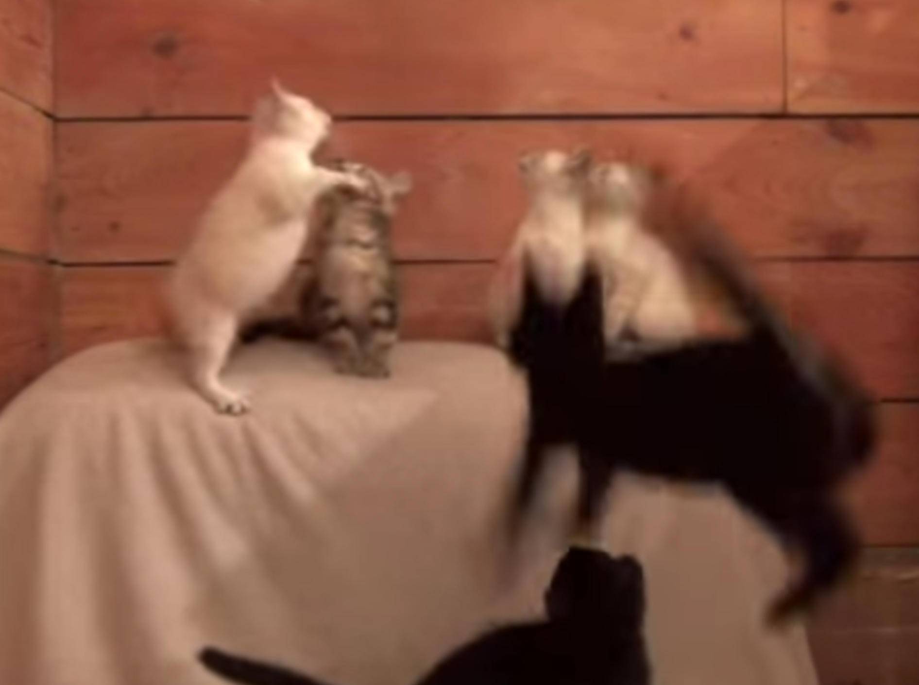 So konzentriert wie diese sieben Kätzchen spielt sonst niemand! – YouTube / DrNworb's KitsCats