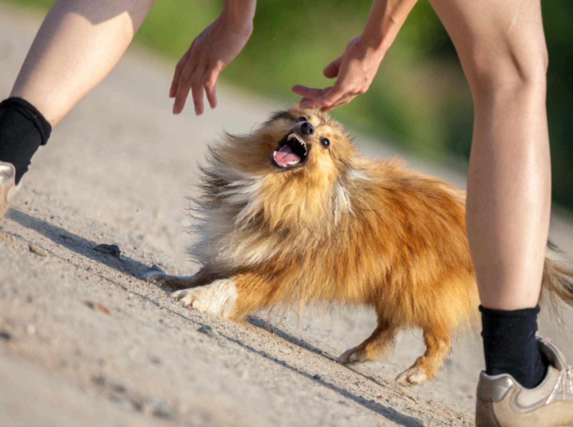 Hunde zu ärgern ist weder witzig noch sinnvoll – Shutterstock / Joerg Huettenhoelscher