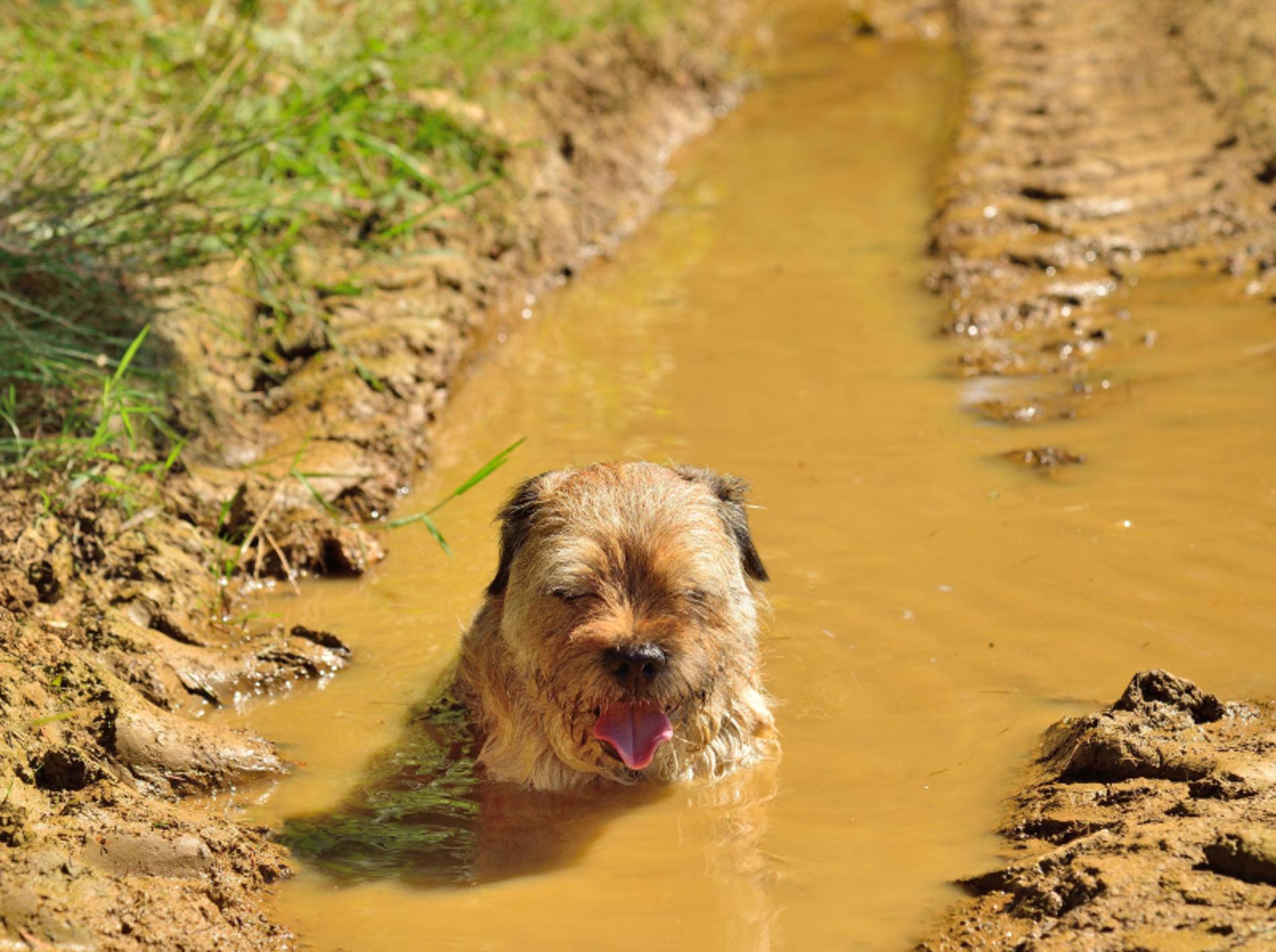 Ach du lieber Dreckspatz! Warum machen sich Hunde denn machmal so schmutzig? Es gibt mehrere Theorien – Shutterstock / bjul