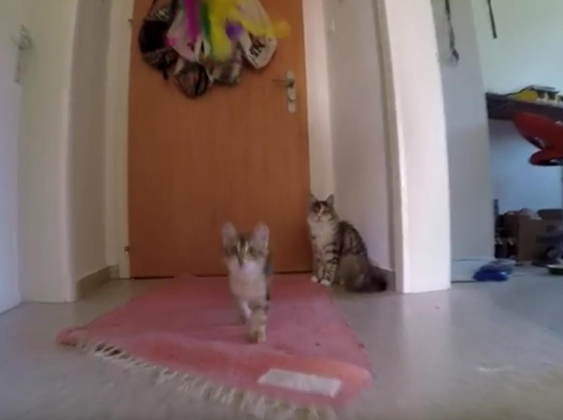 Die zwei Waldkatzen finden immer Wege sich zu beschäftigen – YouTube / ForestCats