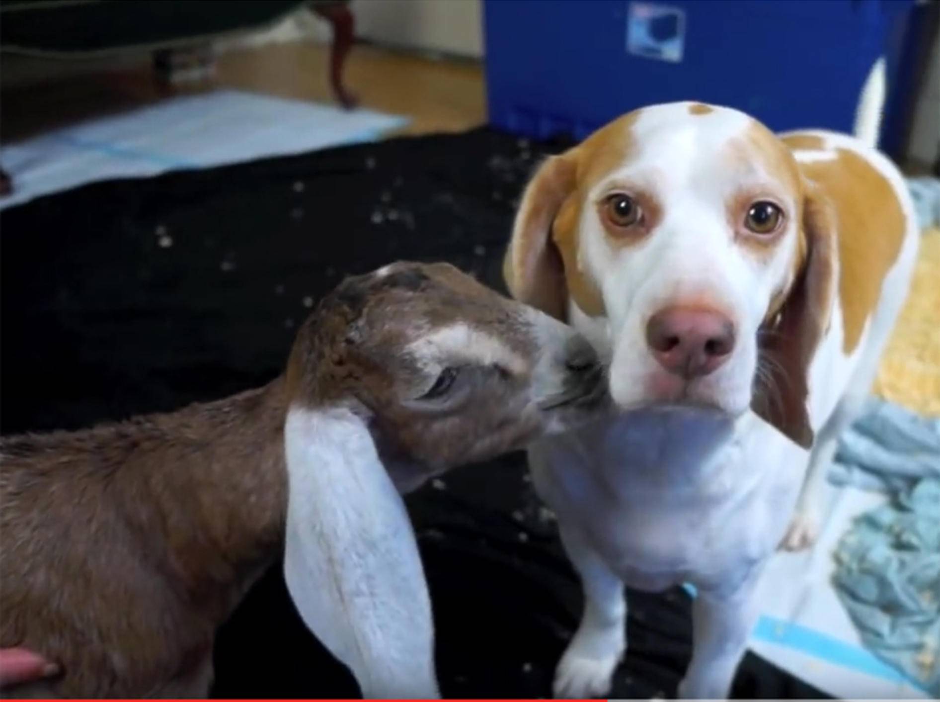 Beagle Maymo spielt mit seinen Ziegenfreunden – YouTube / Maymo