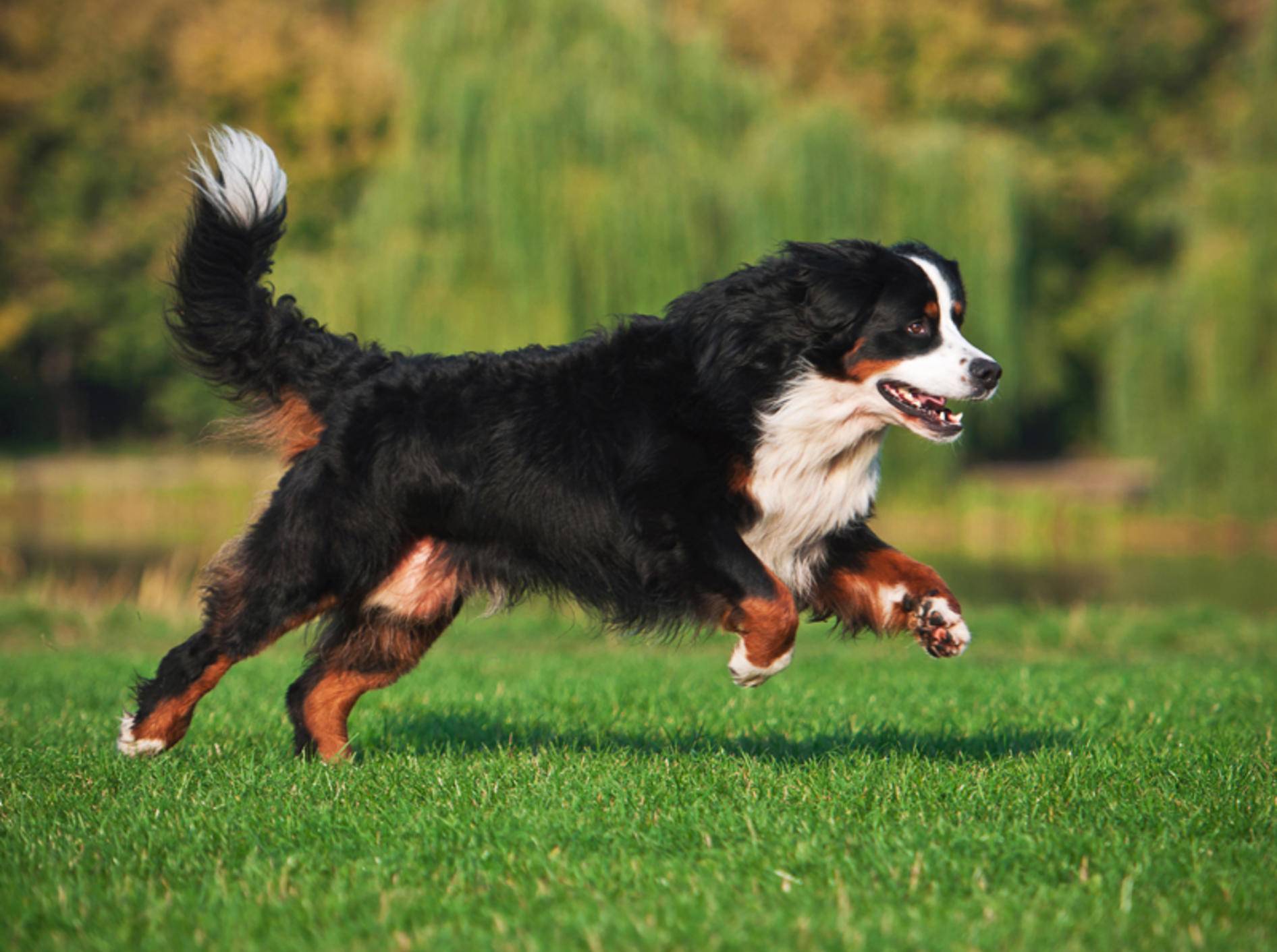 Der Berner Sennenhund liebt es, sich zu bewegen, muss beim Hundesport aber seine Gelenke schonen – Shutterstock / Maria Ivanushkina