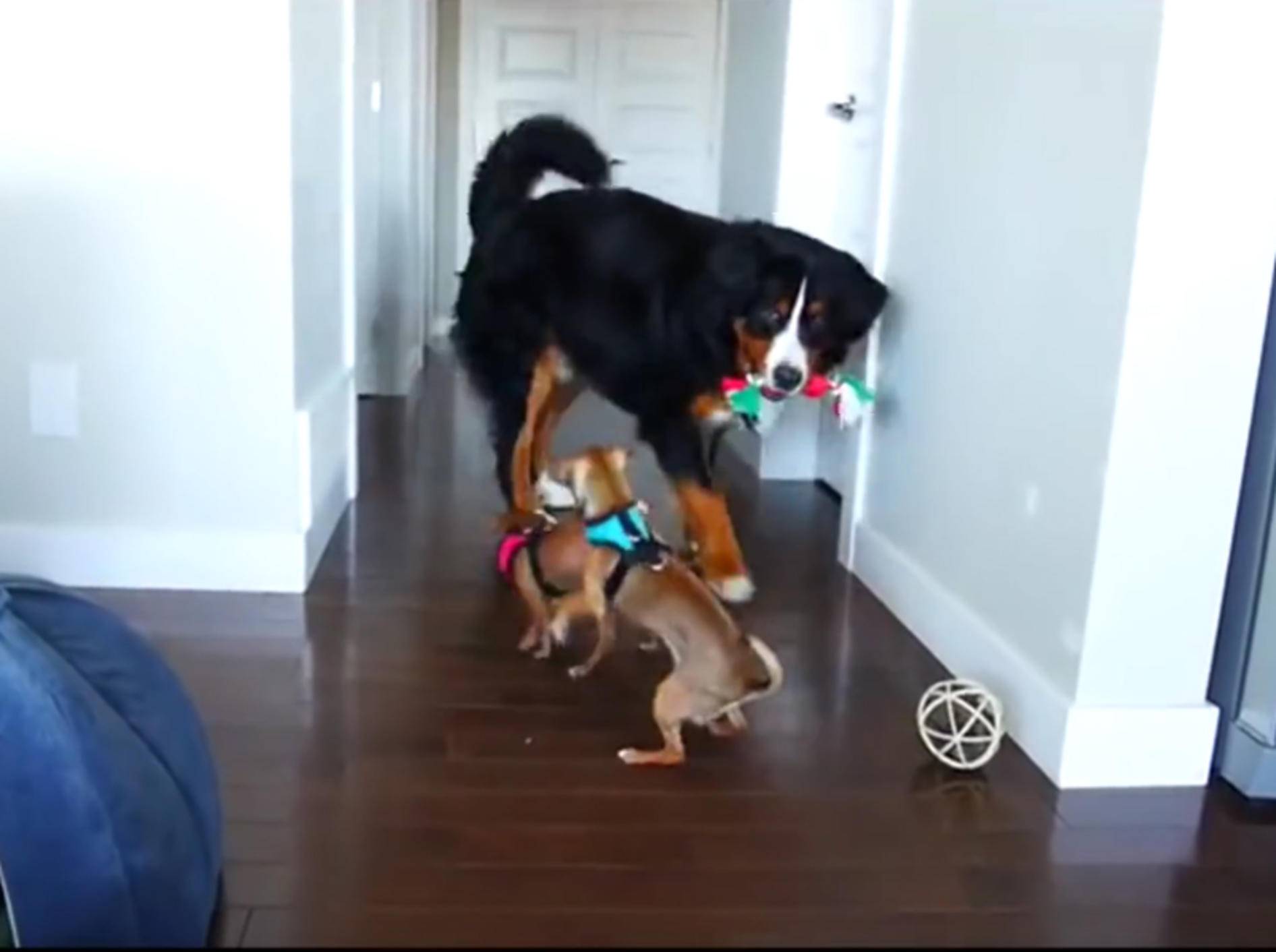 Berner Sennenhund will unbedingt mit Chihuahuas spielen – YouTube / Rumble Viral