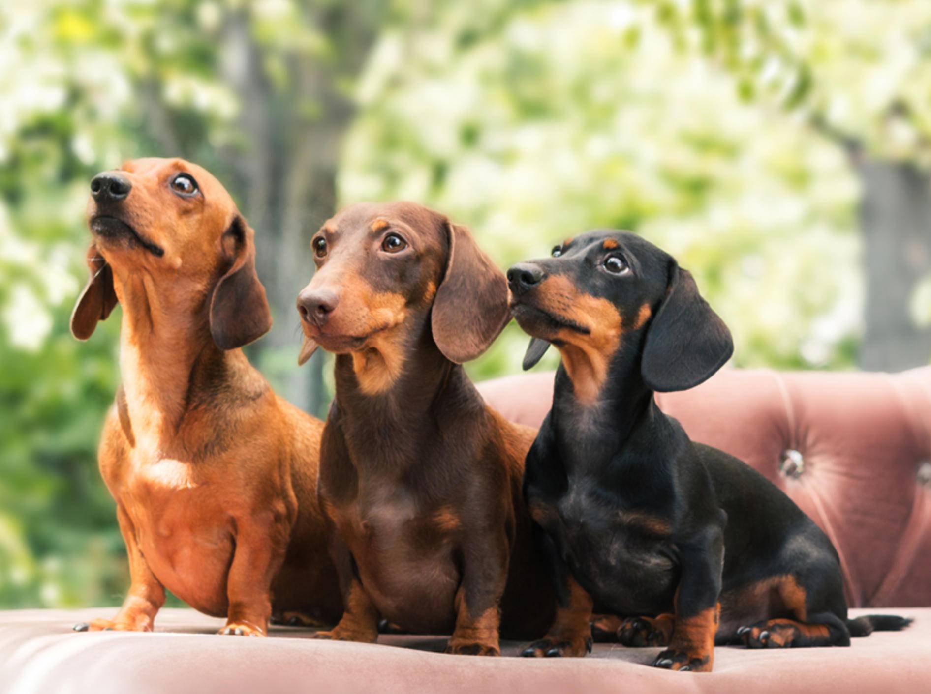 Die eigensinnigen und liebenswerten Dackel gelten häufiger mal als sture Hunde – Shutterstock / OlgaOvcharenko