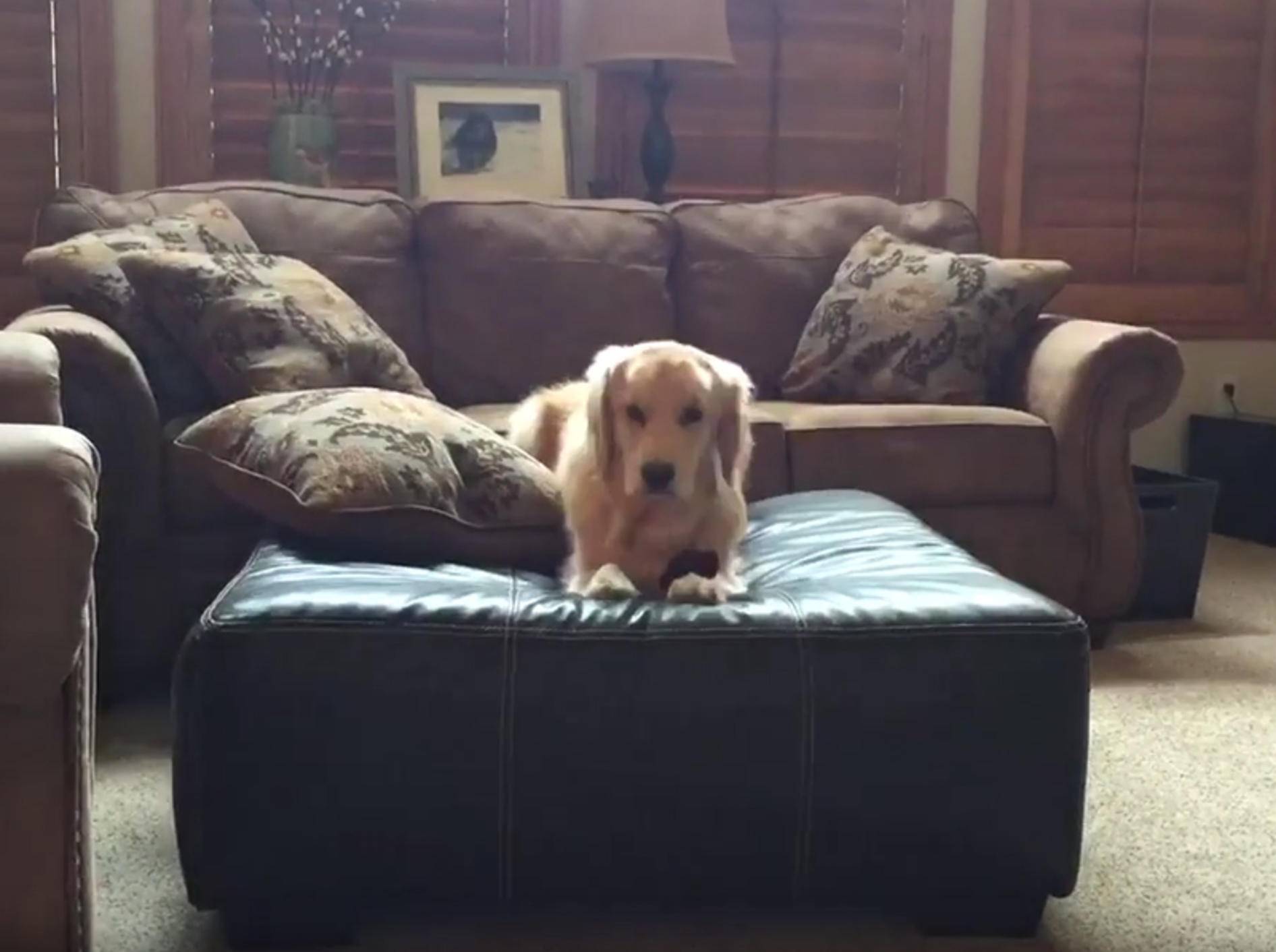 Golden Retriever turnt auf der Couch herum wie ein Weltmeister – YouTube / Rumble Viral