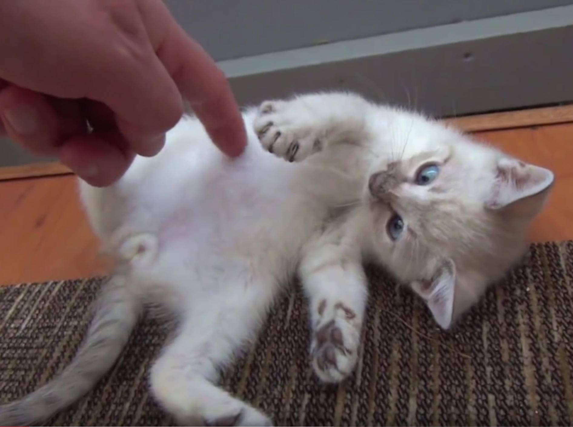 Kätzchen Dandelion ist kitzelig am Flauschebäuchlein – YouTube / DrNworb's KitsCats