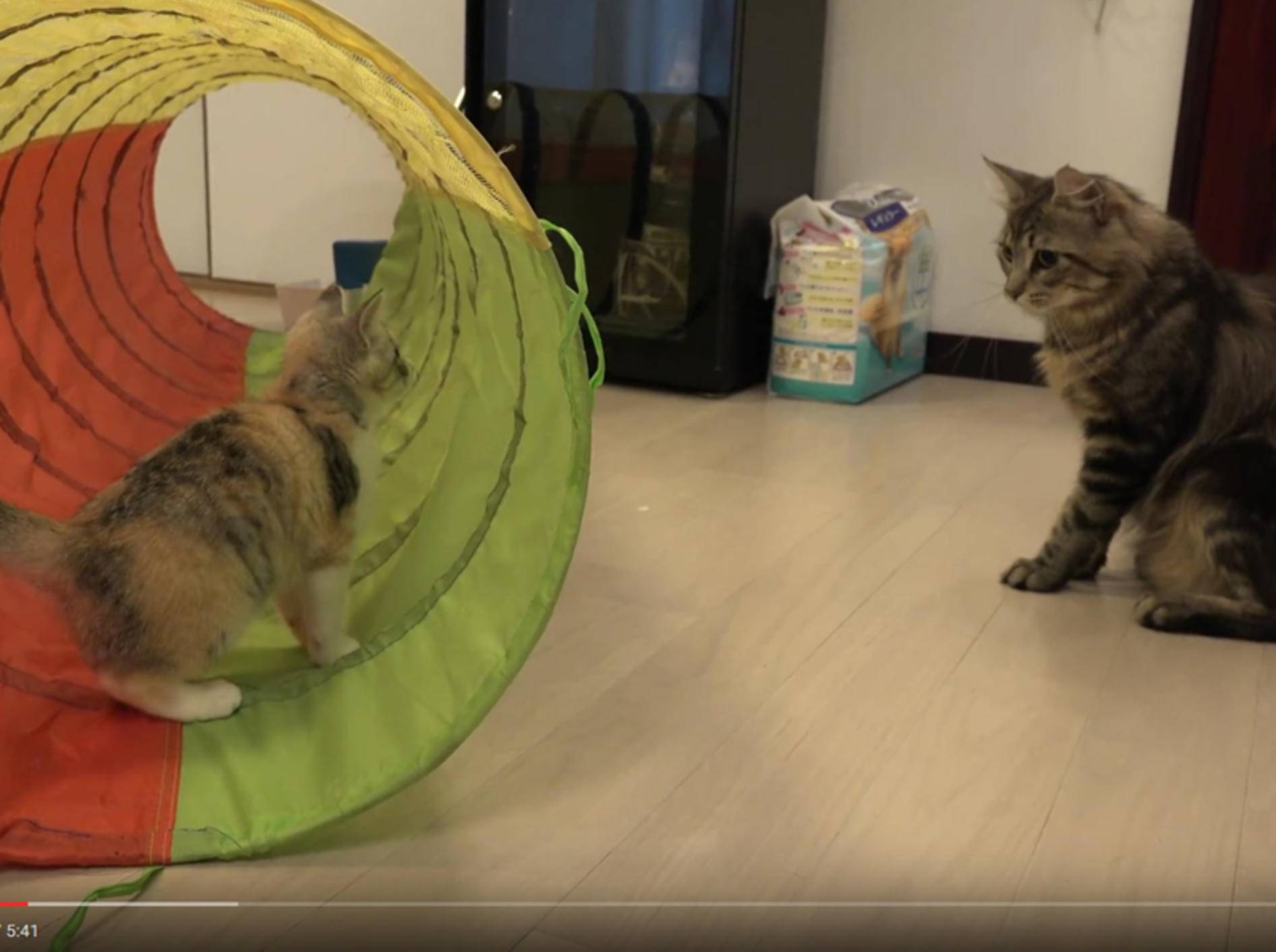 Kater Osamu will sich mit Kätzchen Momo anfreunden – YouTube / 10 Cats.
